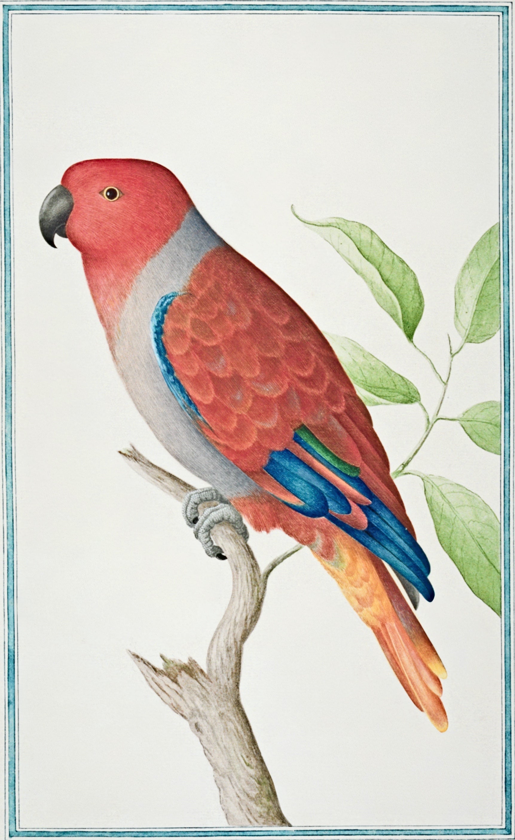 SRI LANKA FAUNA 25
