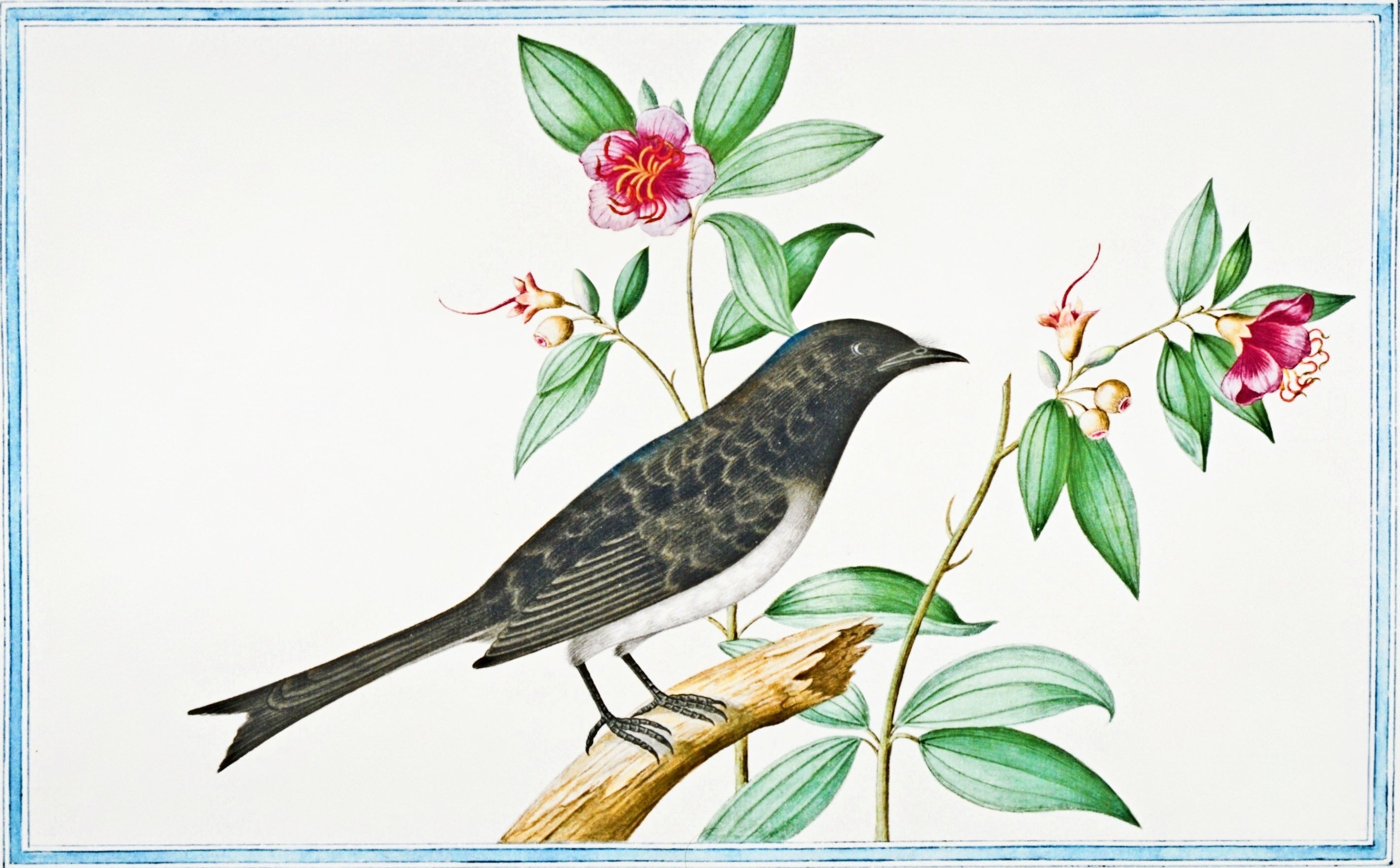 SRI LANKA FAUNA 28