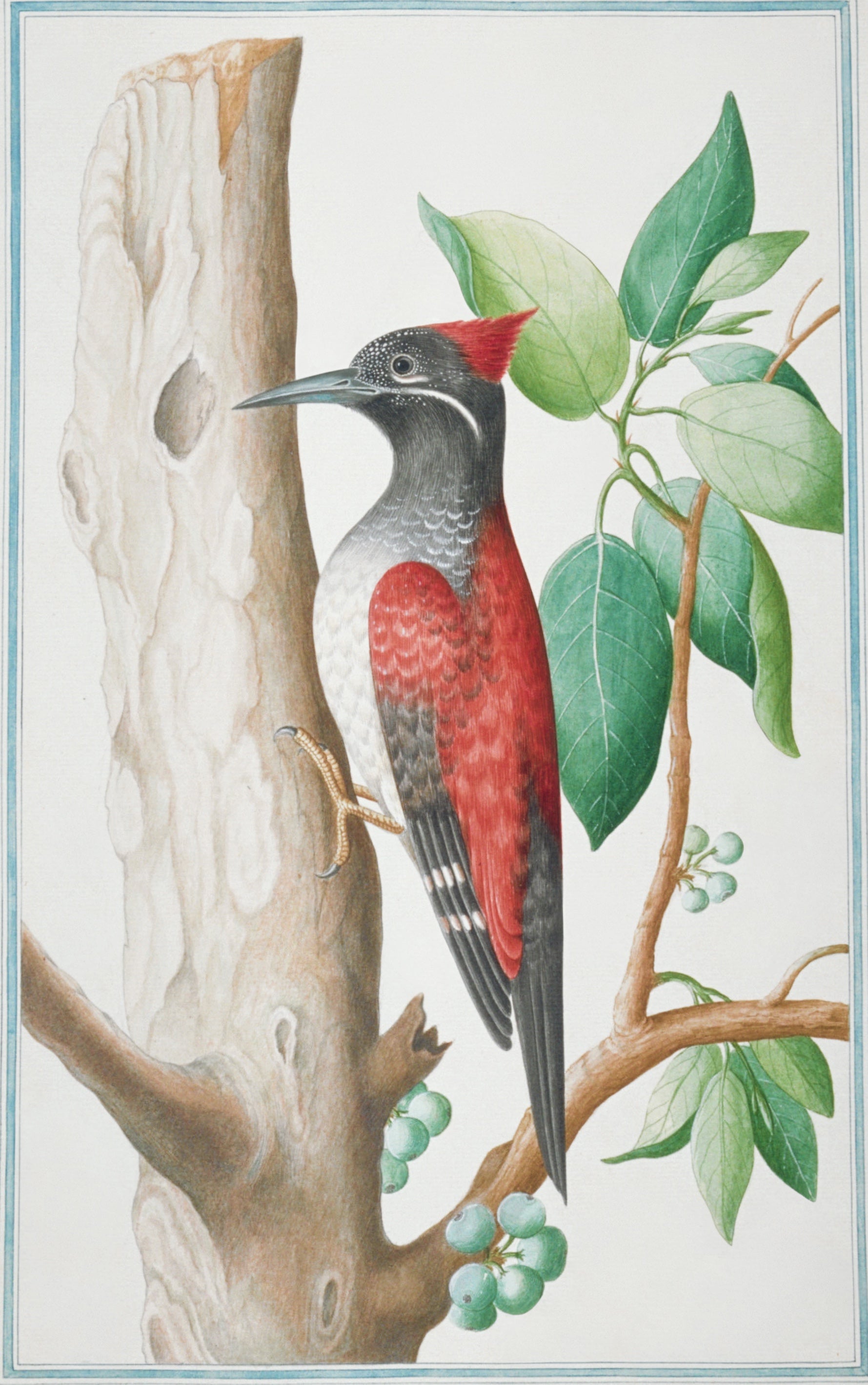 SRI LANKA FAUNA 30