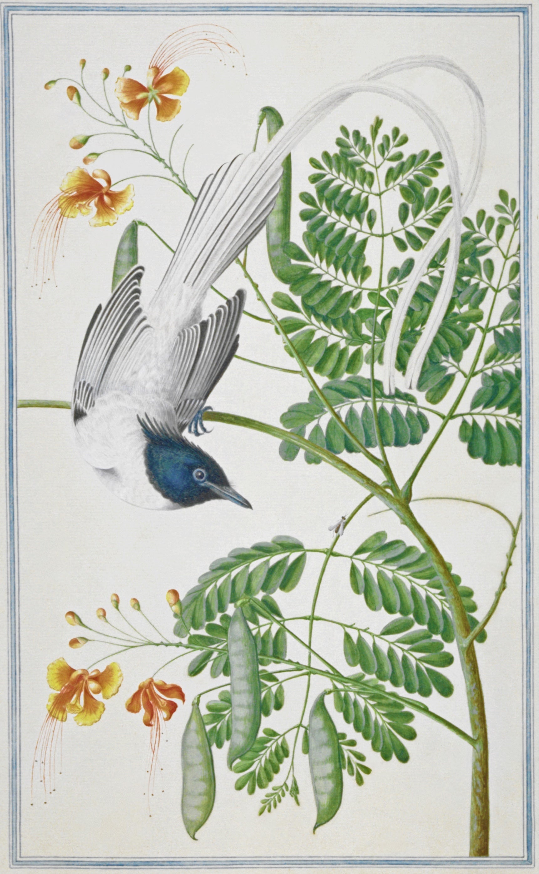 SRI LANKA FAUNA 32