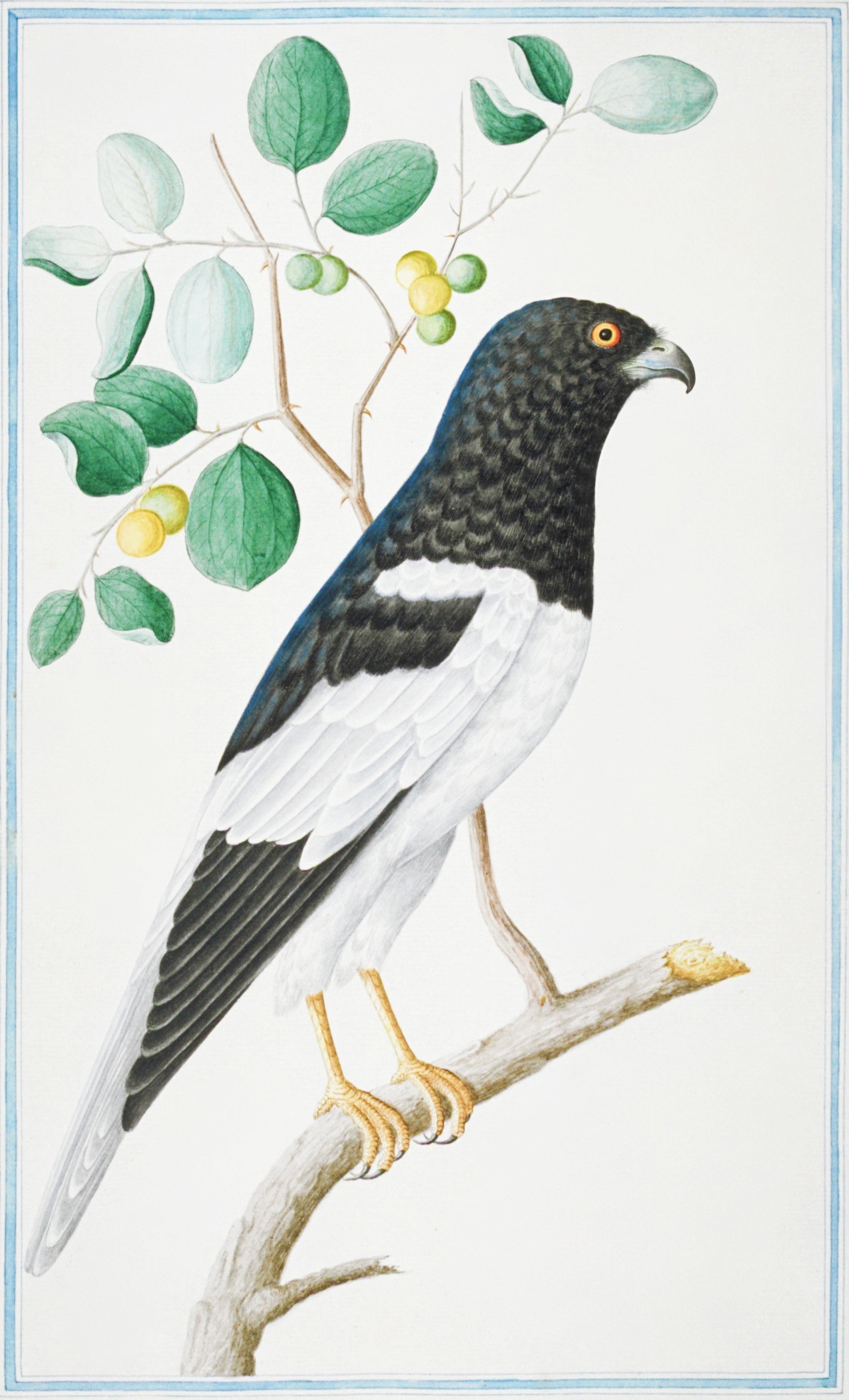 SRI LANKA FAUNA 33