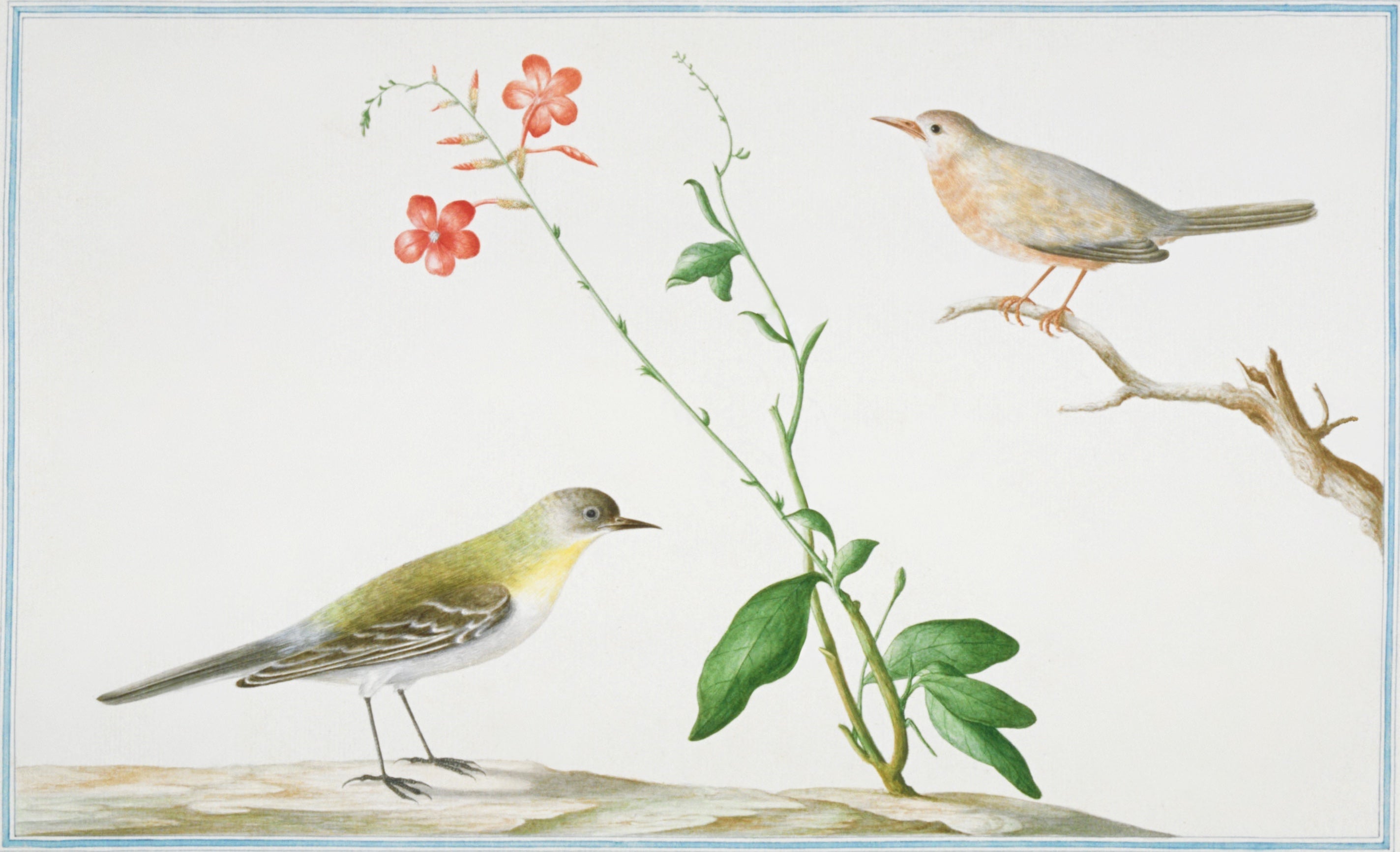 SRI LANKA FAUNA 35