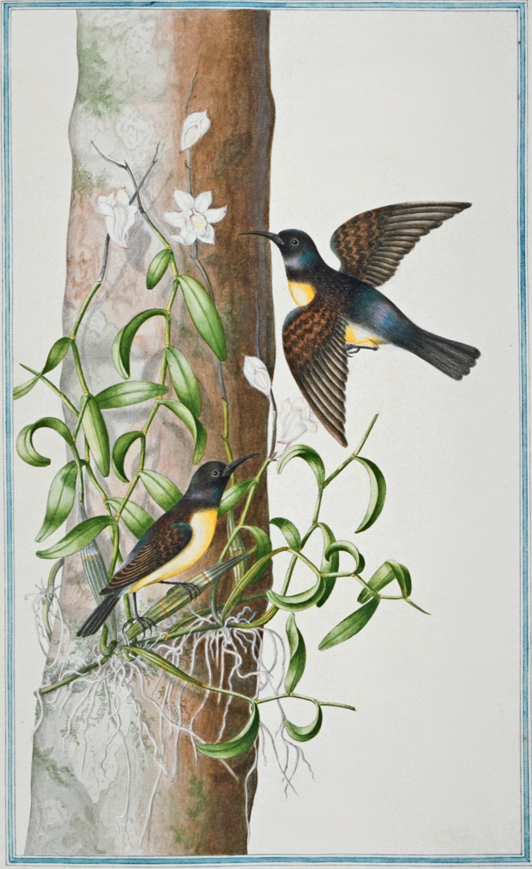 SRI LANKA FAUNA 38