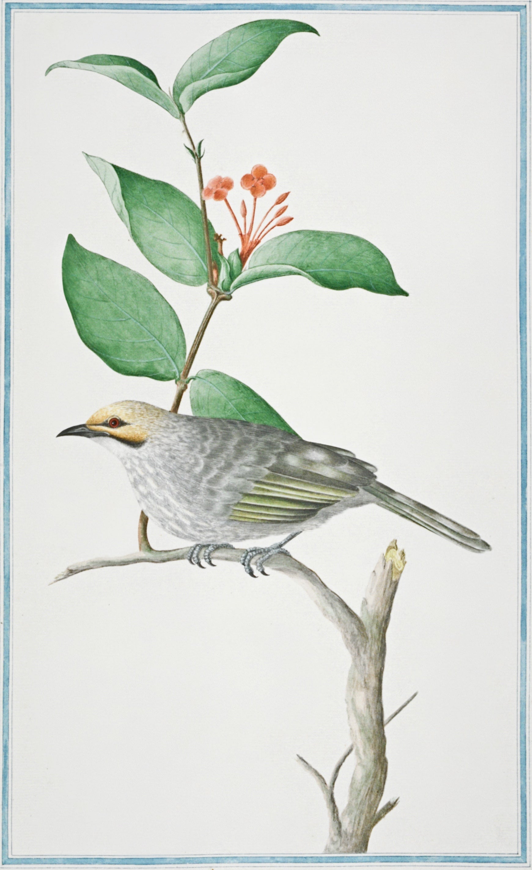 SRI LANKA FAUNA 40