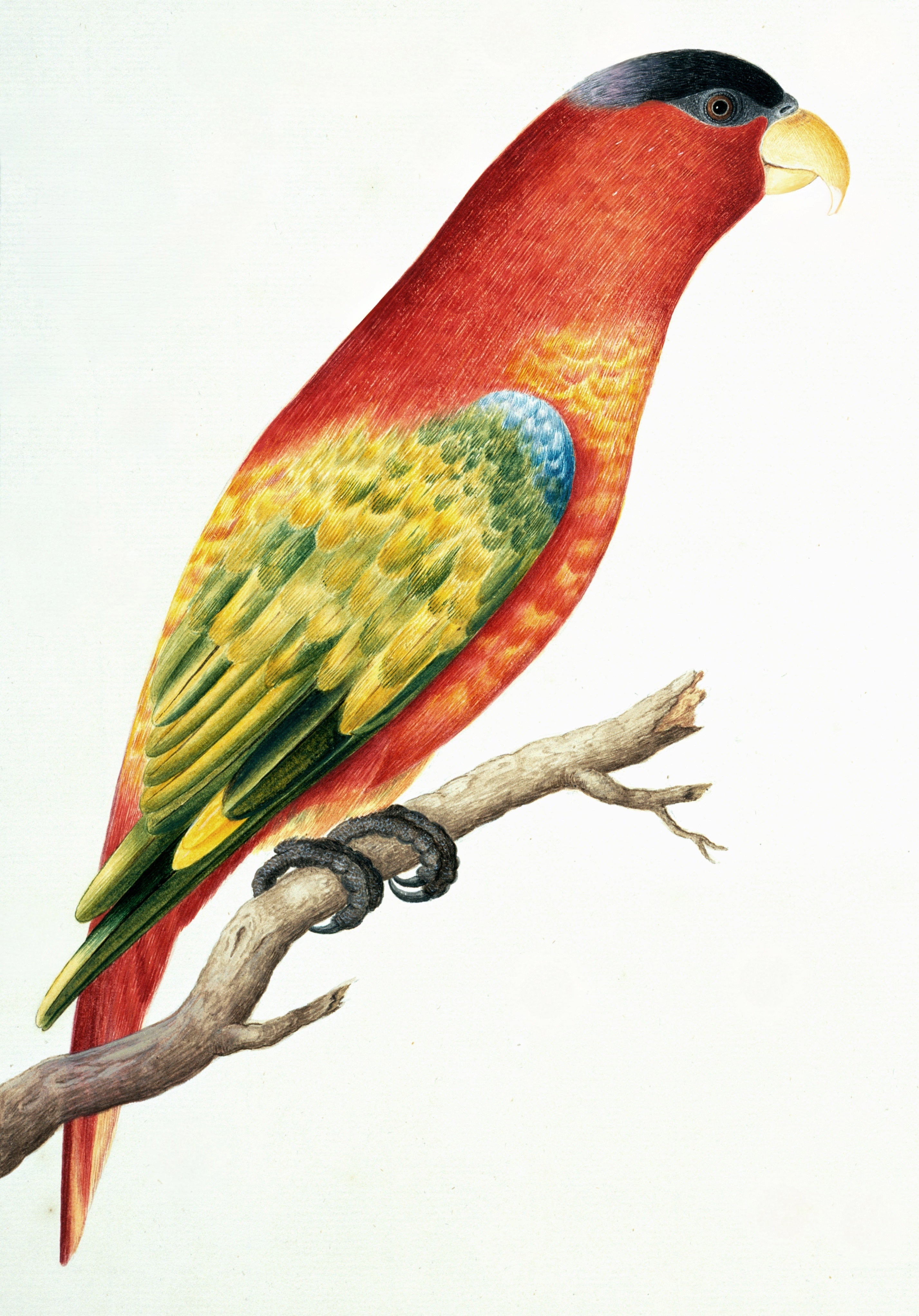 SRI LANKA FAUNA 41
