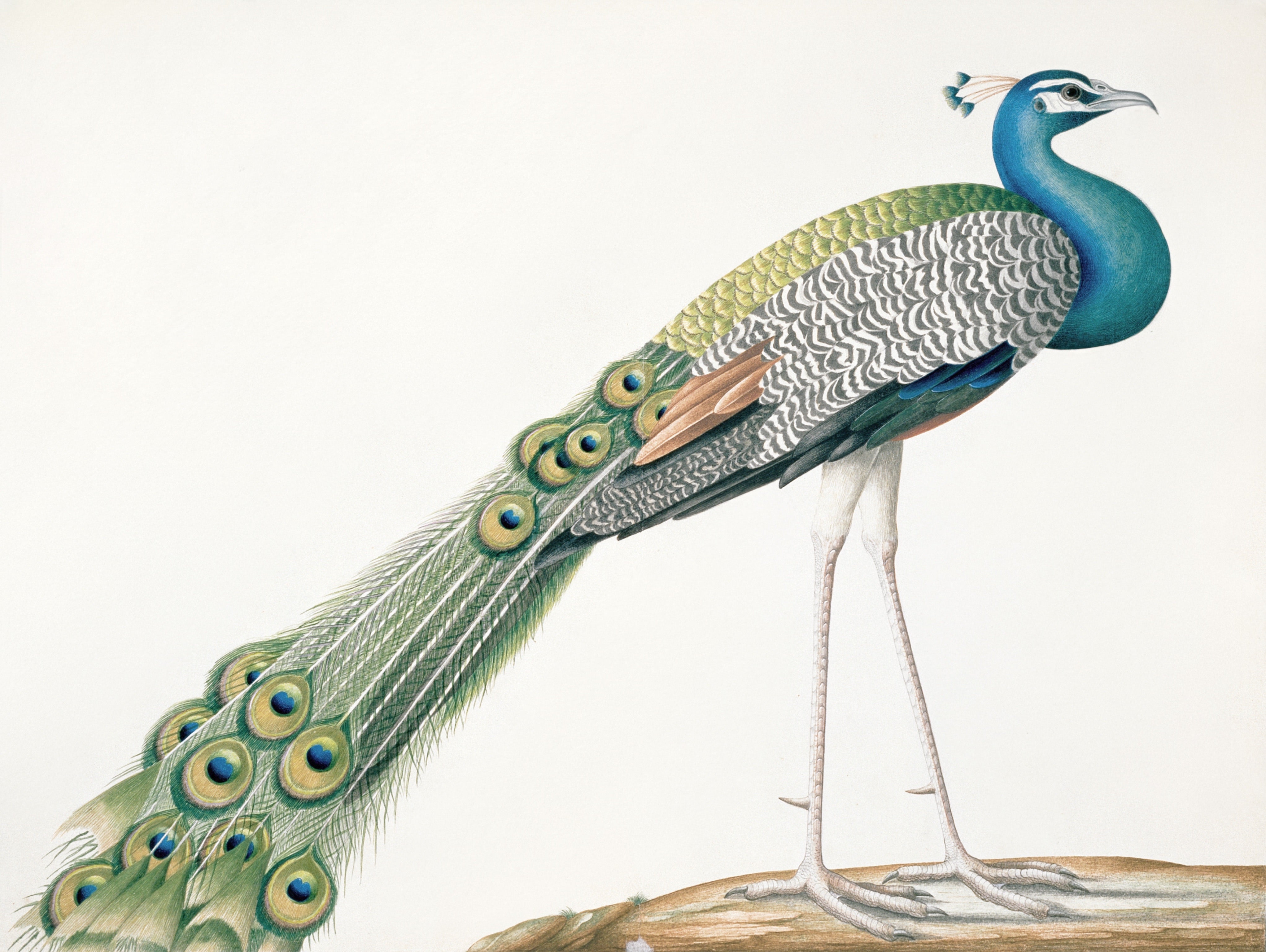 SRI LANKA FAUNA 43