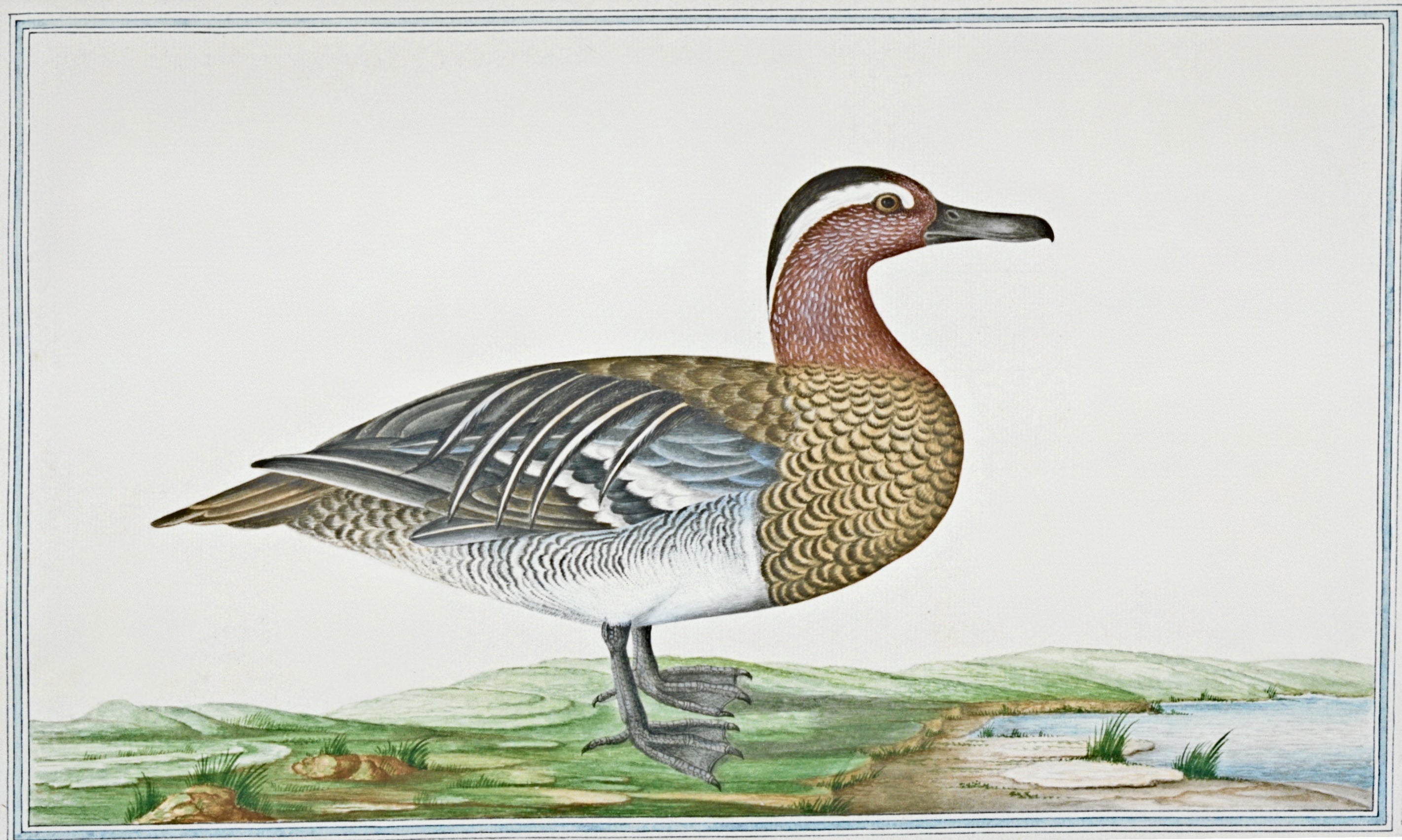 SRI LANKA FAUNA 5
