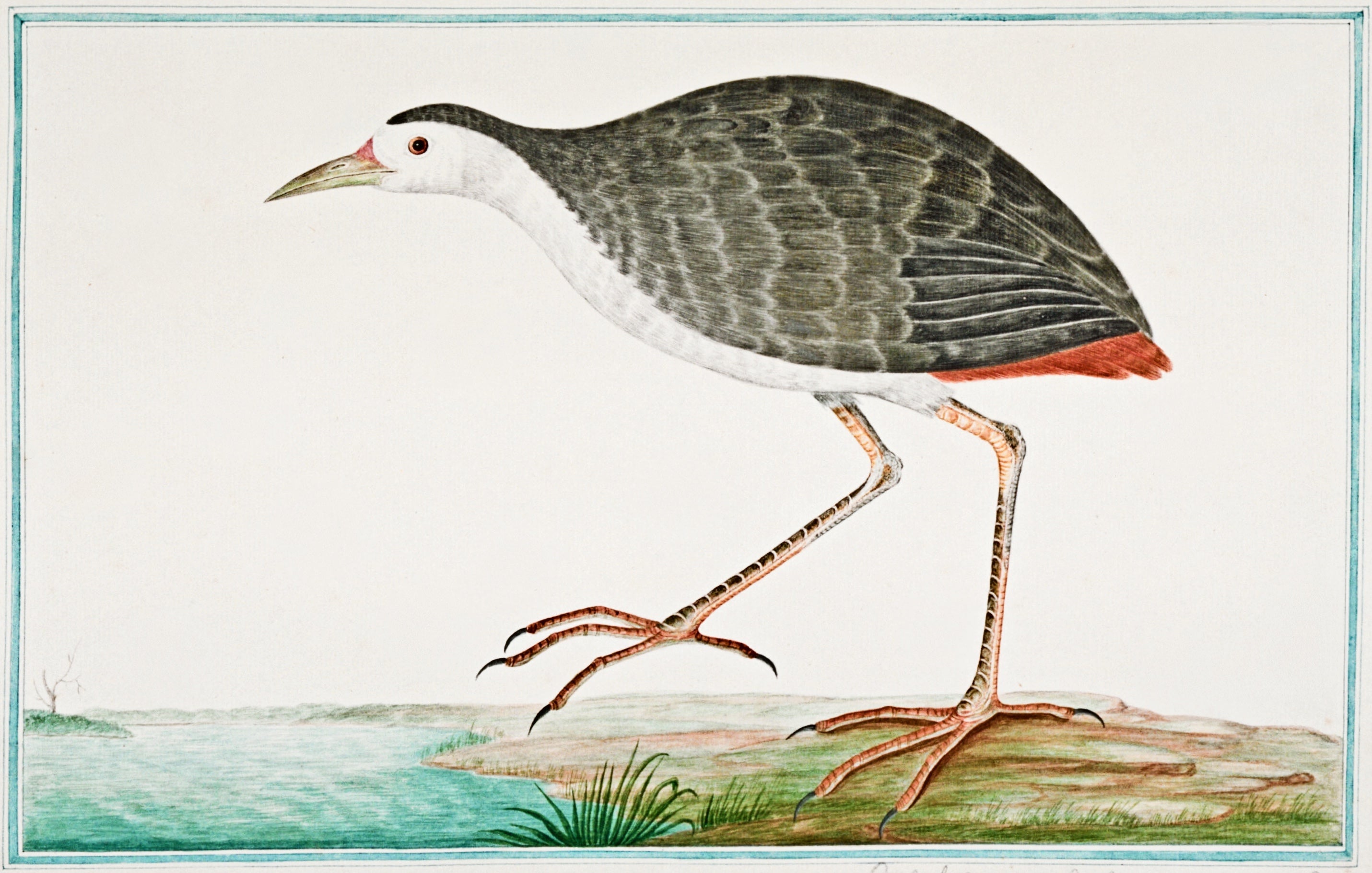 SRI LANKA FAUNA 9
