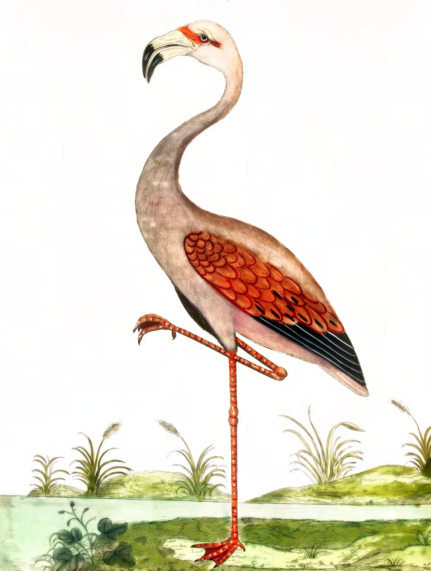 AQUATIC BIRD 1