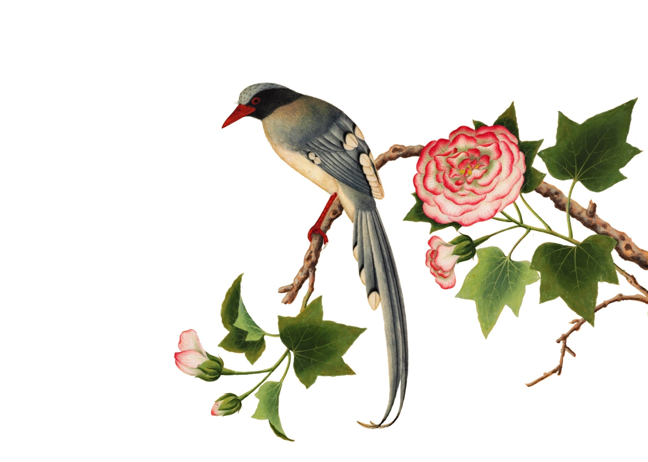 CHINESE BIRD 1