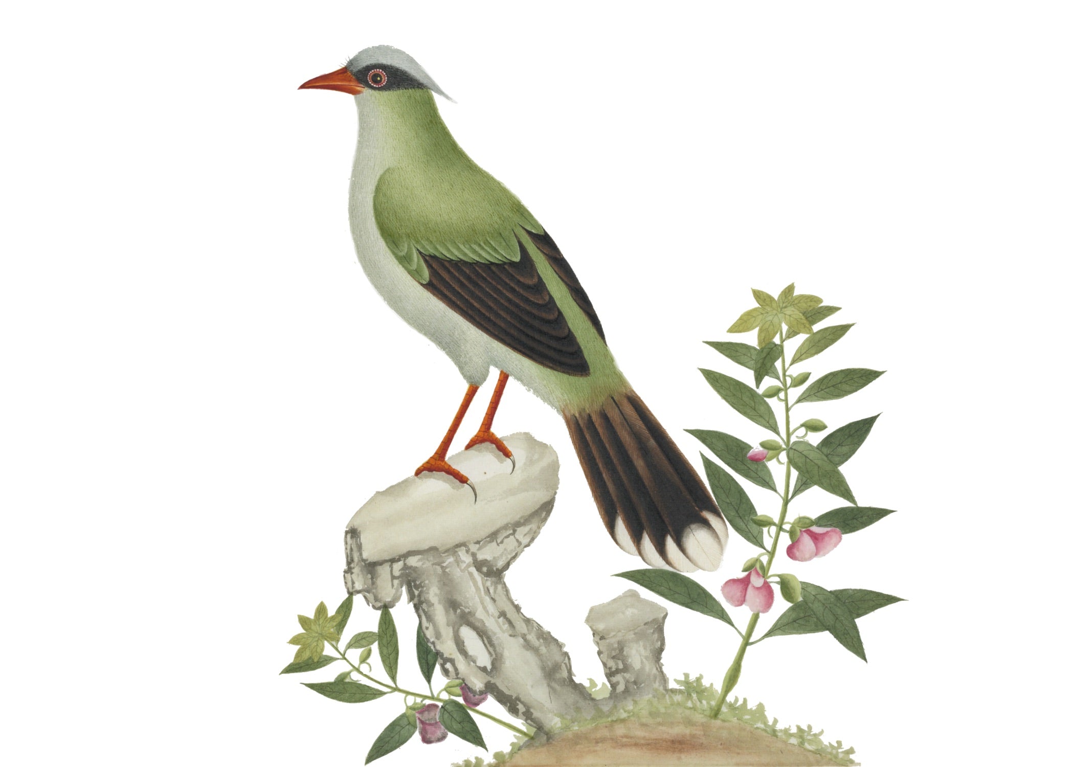 CHINESE BIRD 11