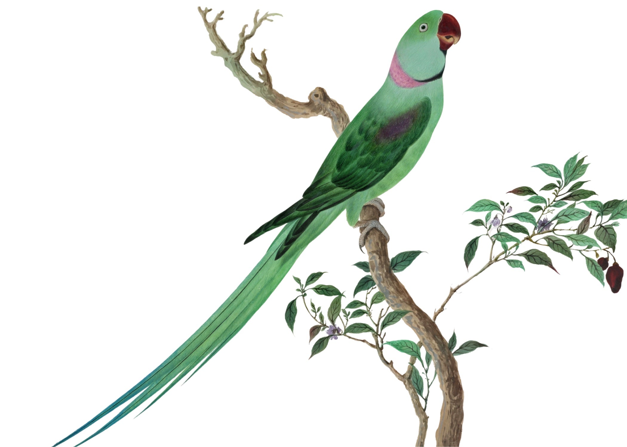 CHINESE BIRD 3