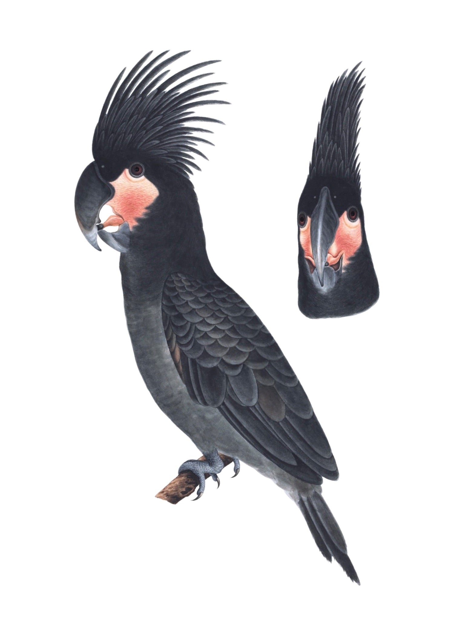 CHINESE BIRD 6