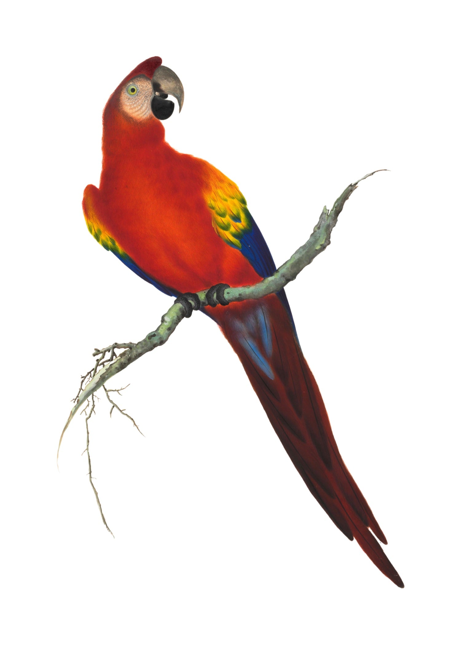 CHINESE BIRD 7