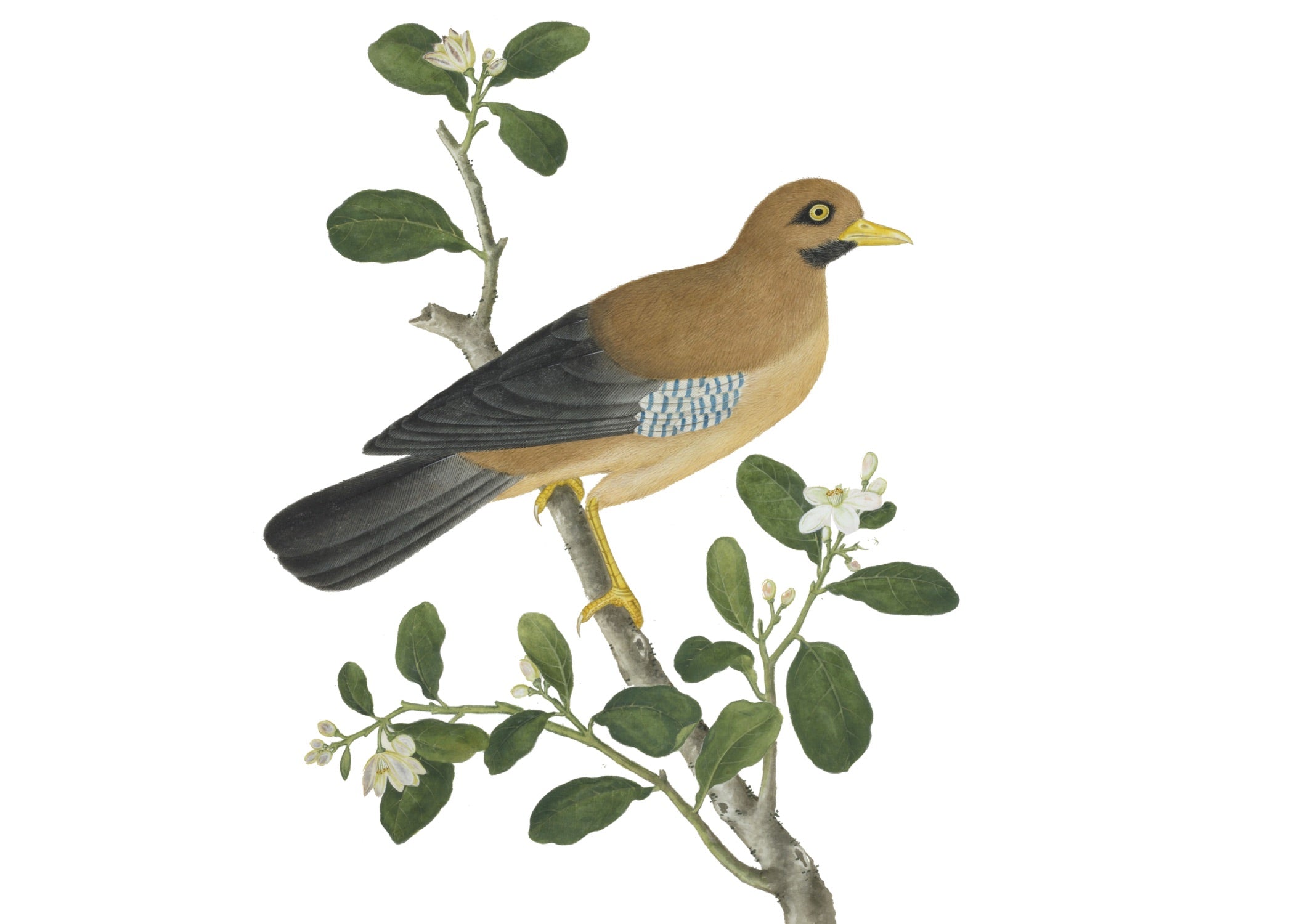 CHINESE BIRD 8