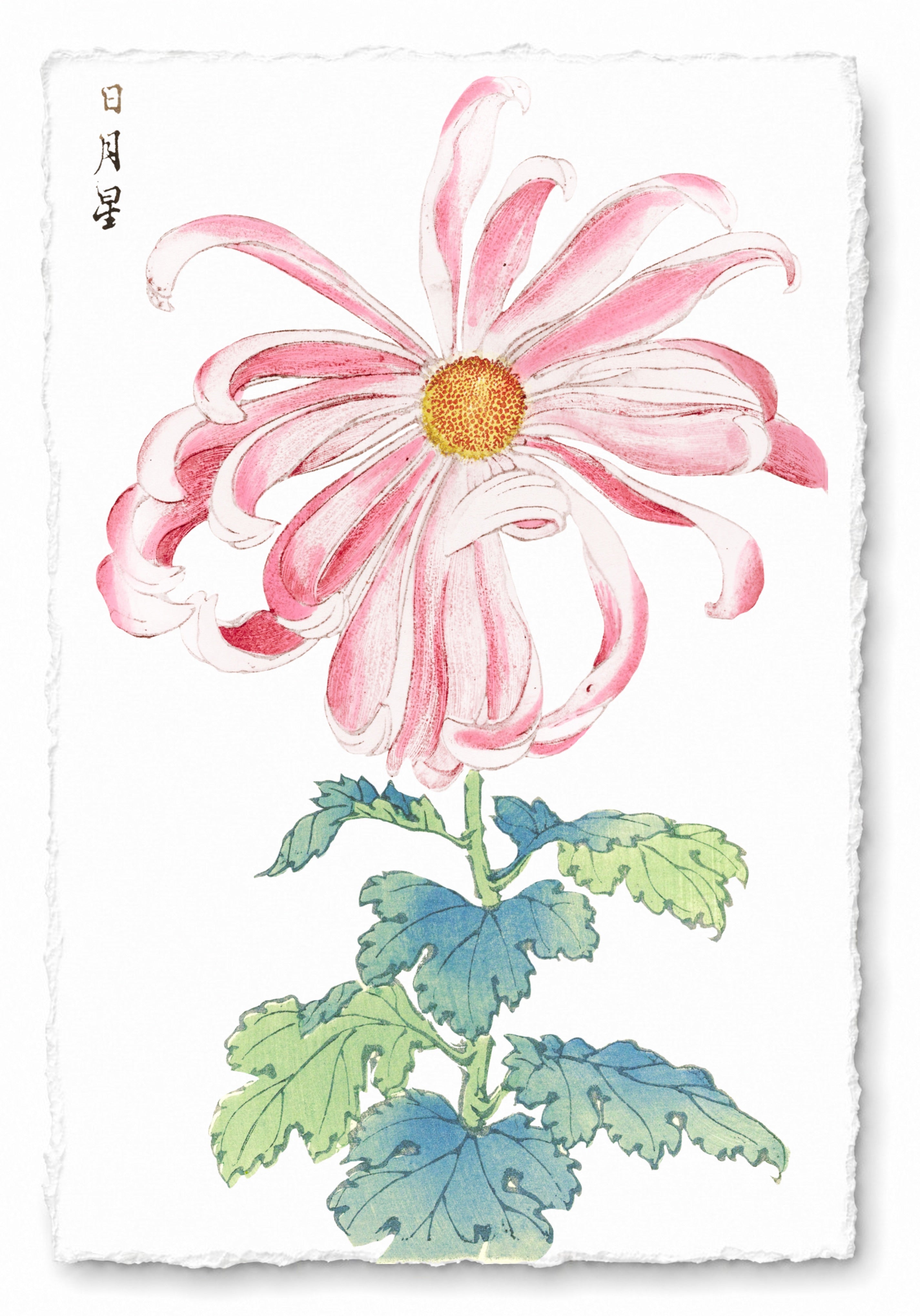 CHRYSANTHEMUMS 10