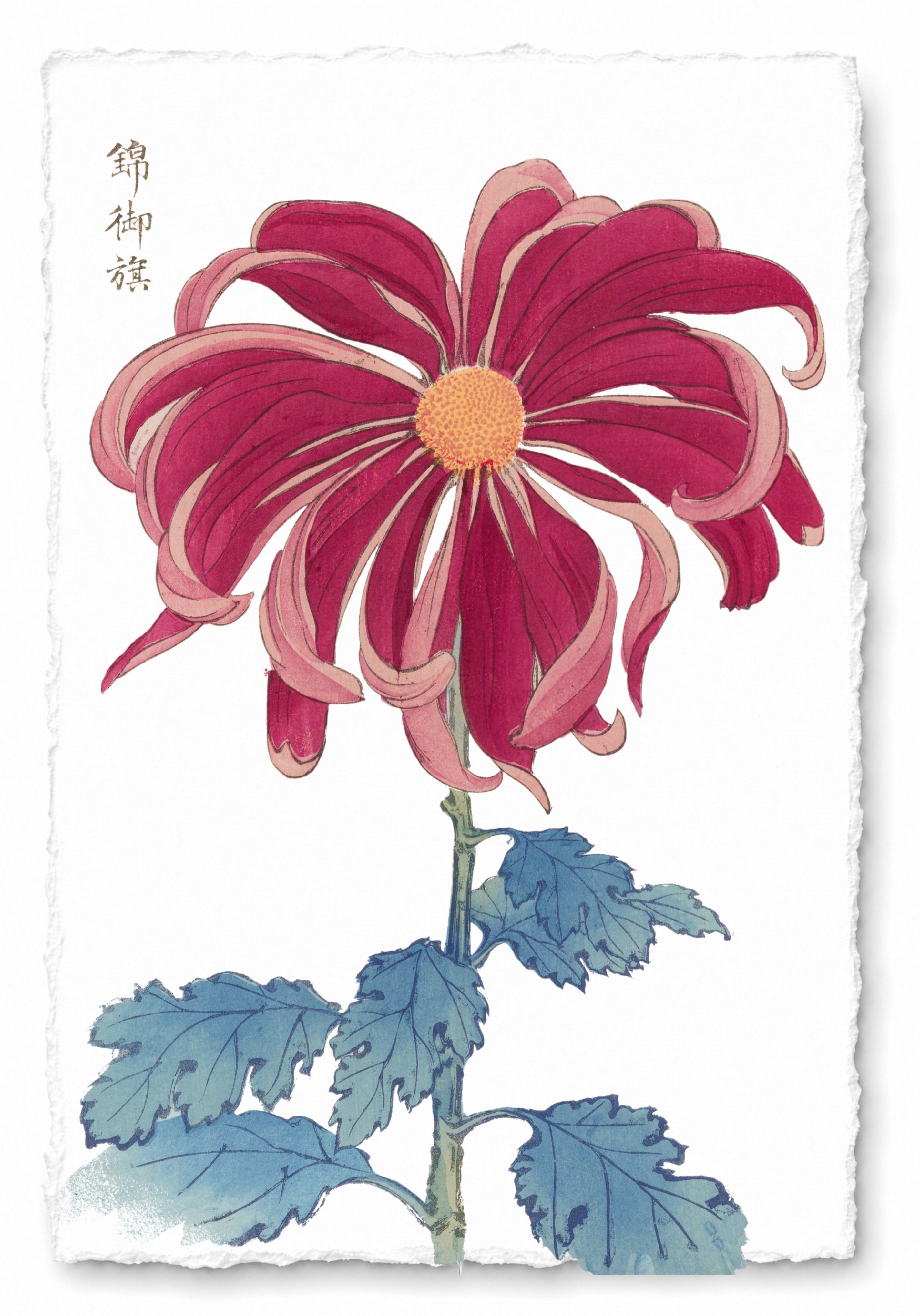 CHRYSANTHEMUMS 11