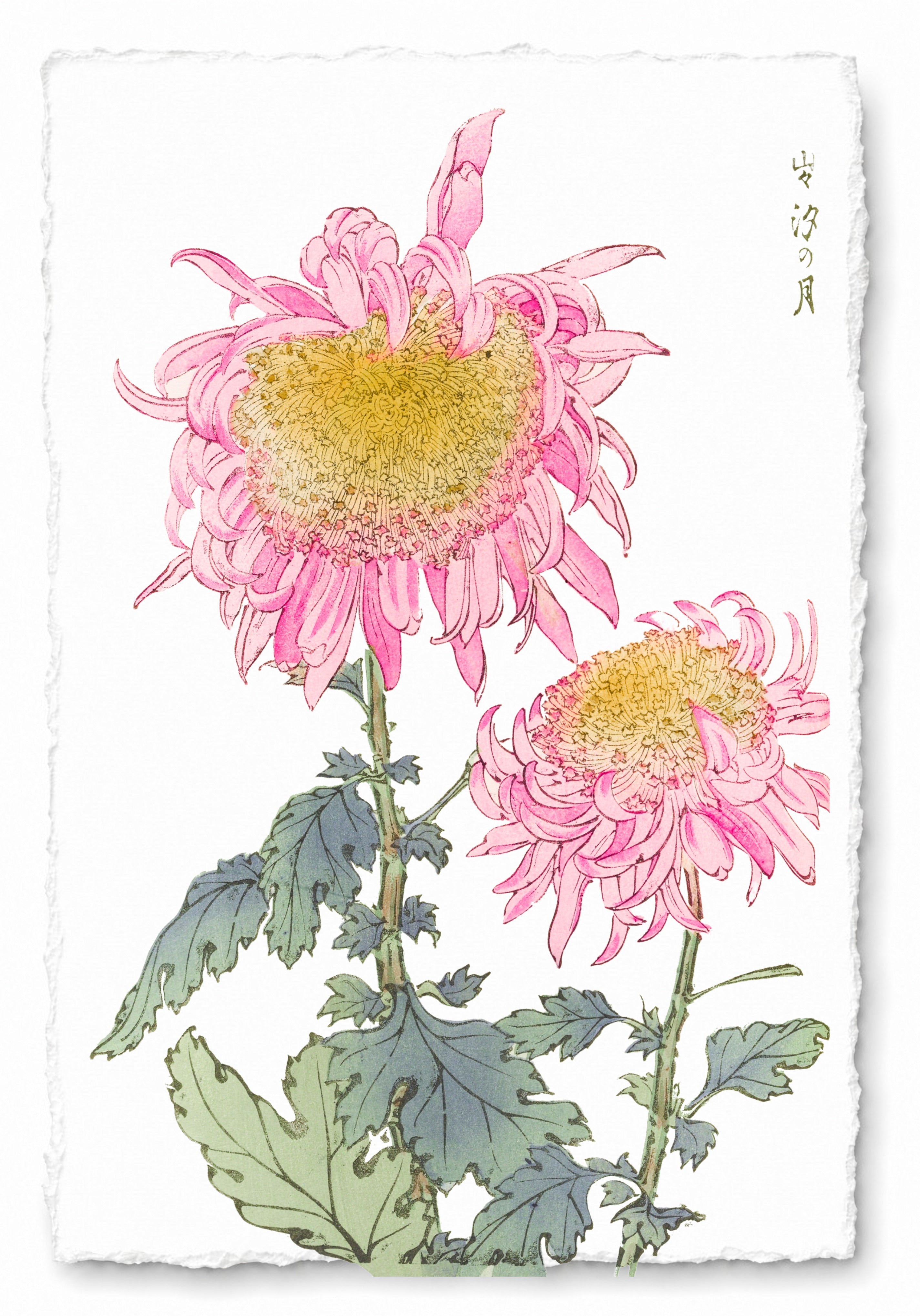 CHRYSANTHEMUMS 2