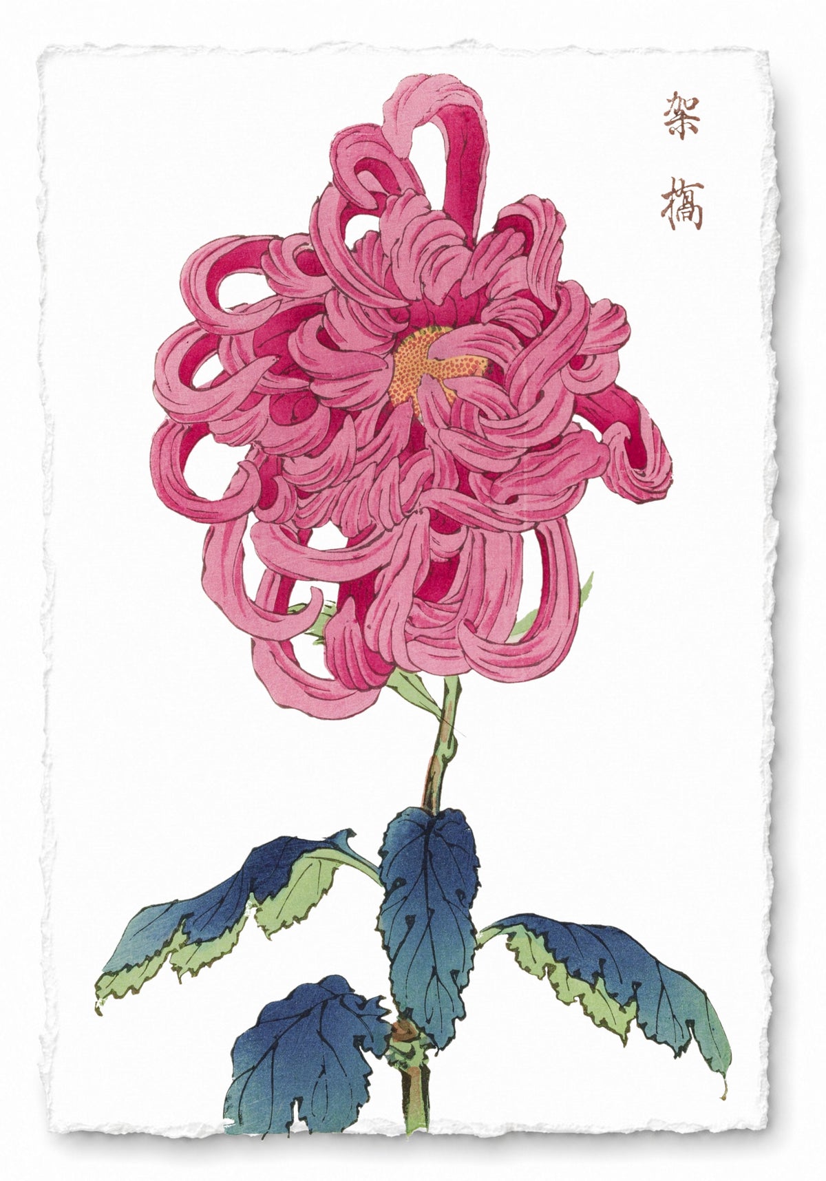 CHRYSANTHEMUMS 23