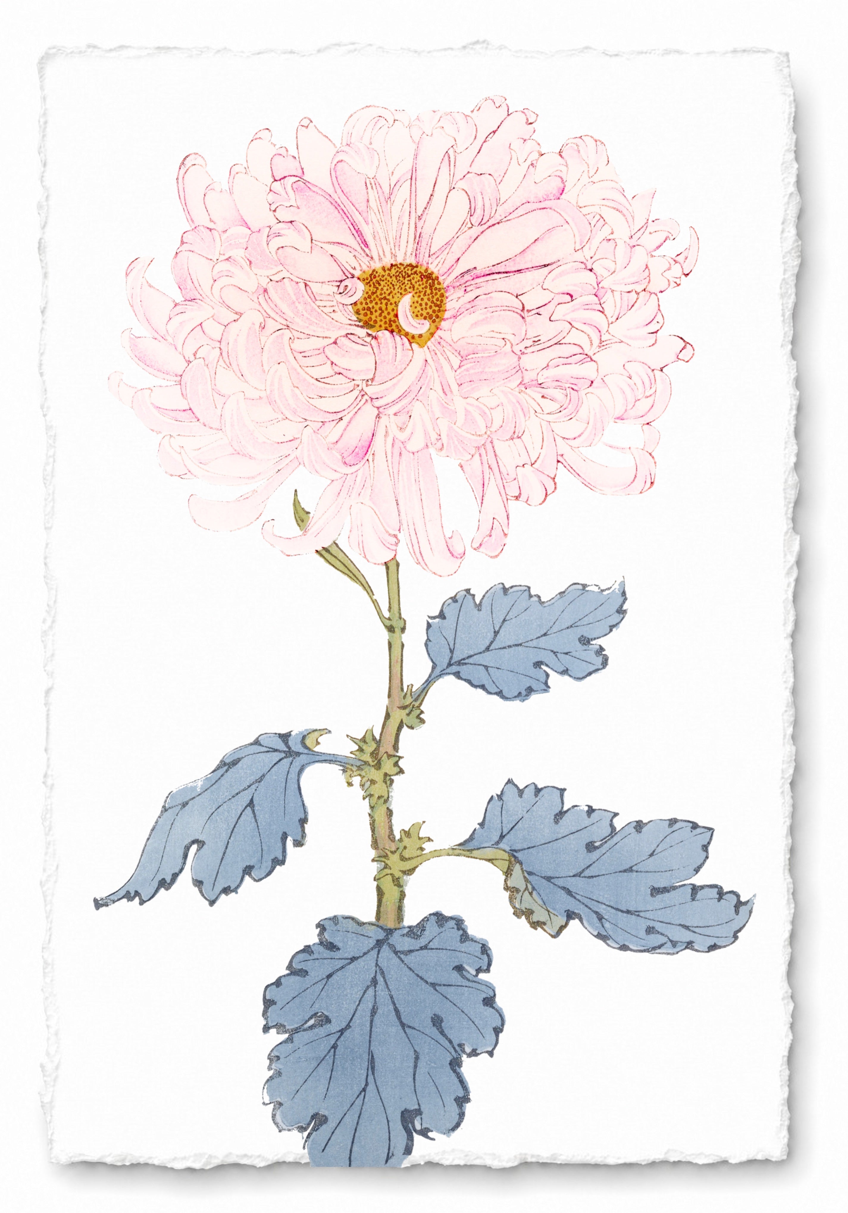 CHRYSANTHEMUMS 5