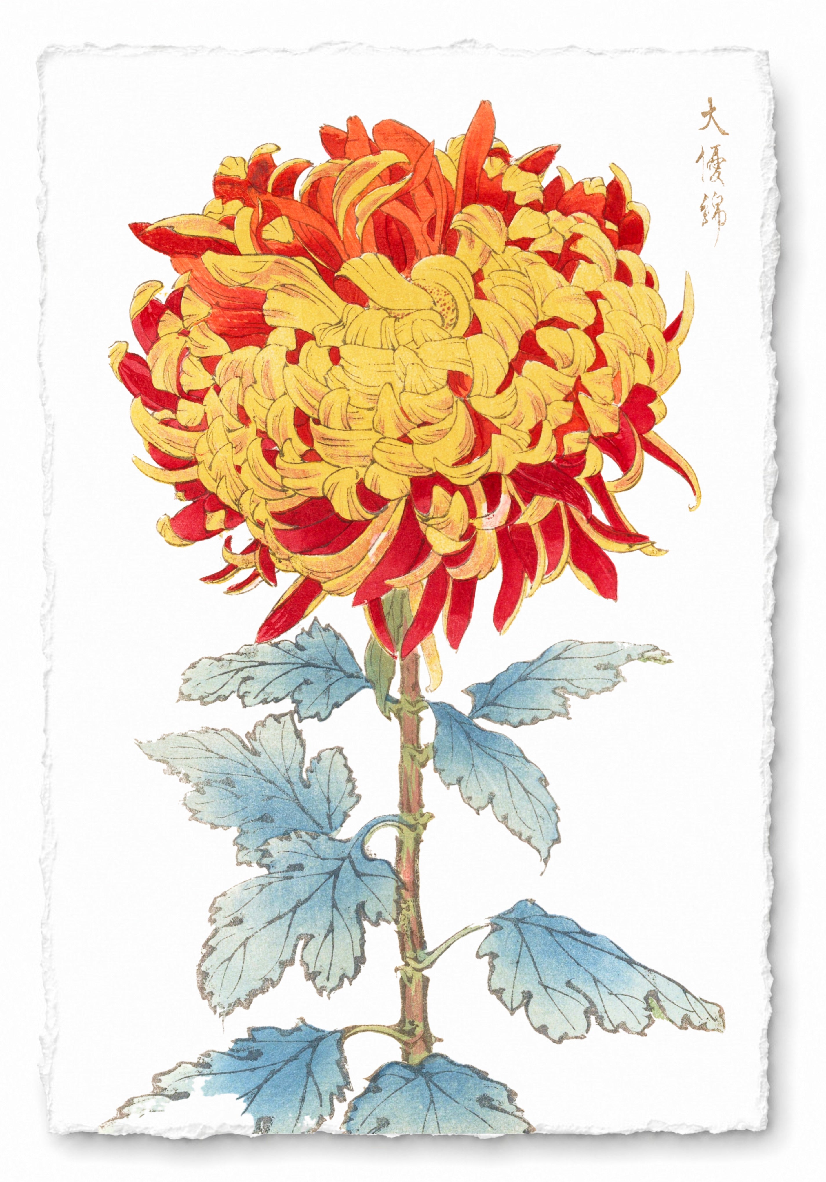 CHRYSANTHEMUMS 6