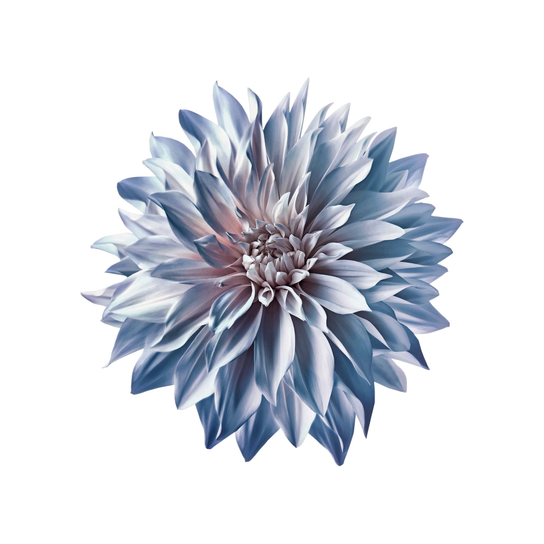 DAHLIA 1