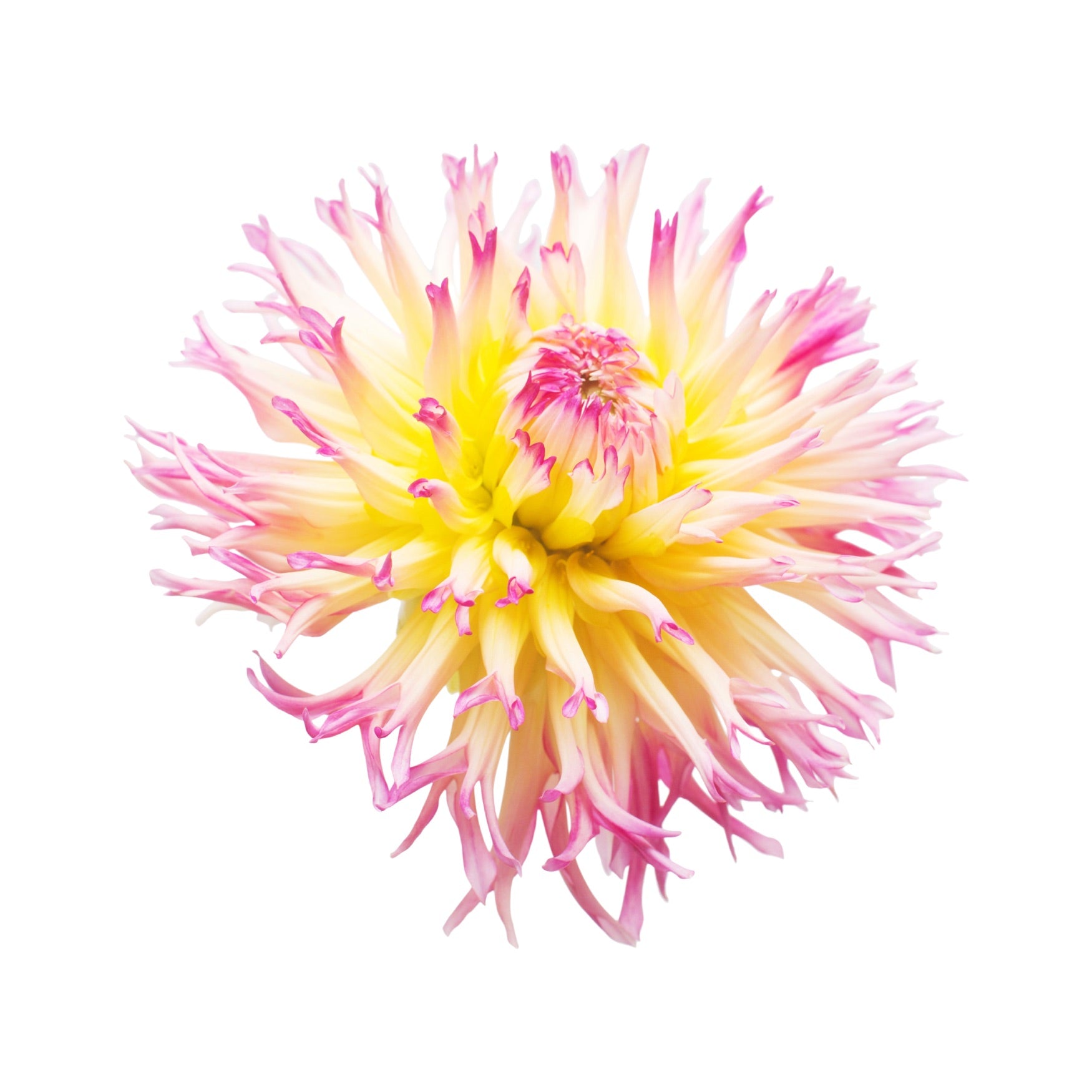 DAHLIA 10