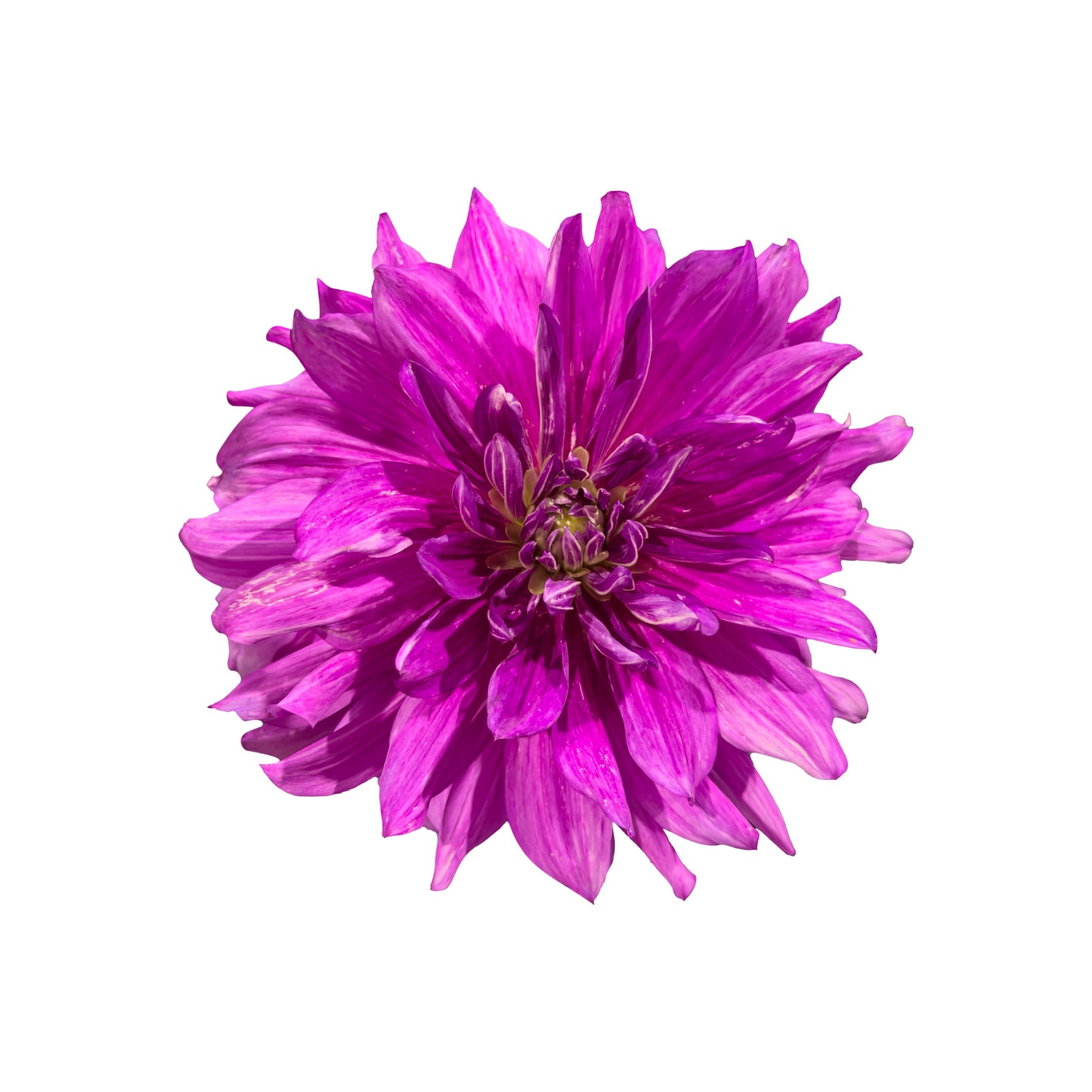 DAHLIA 12
