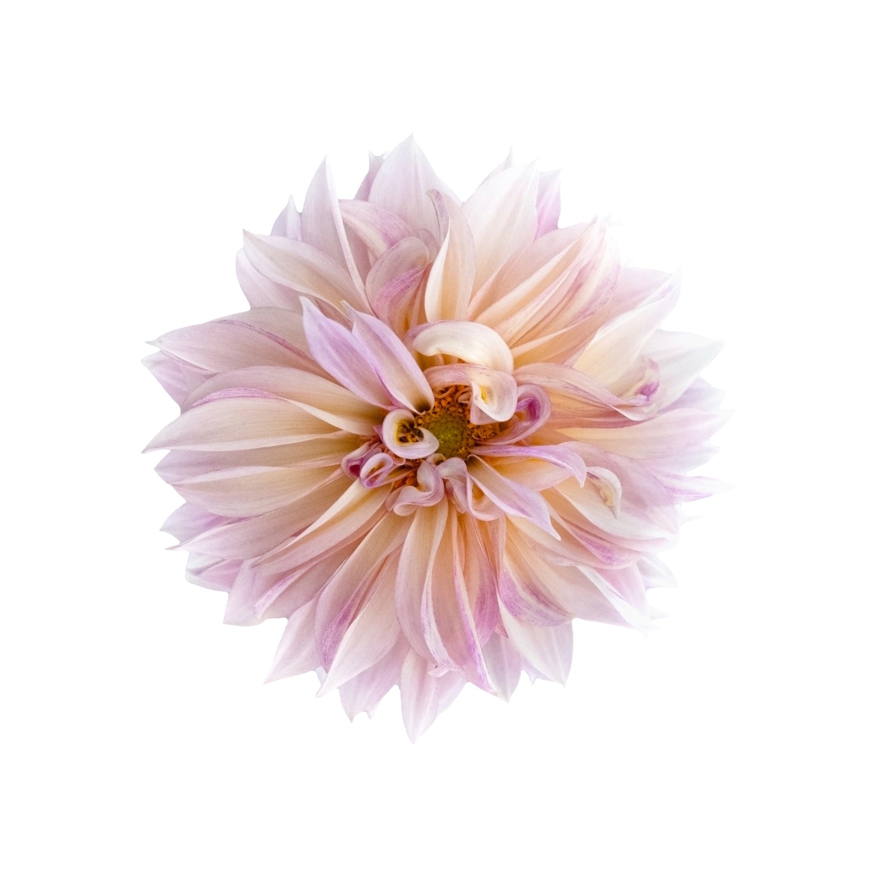 DAHLIA 13