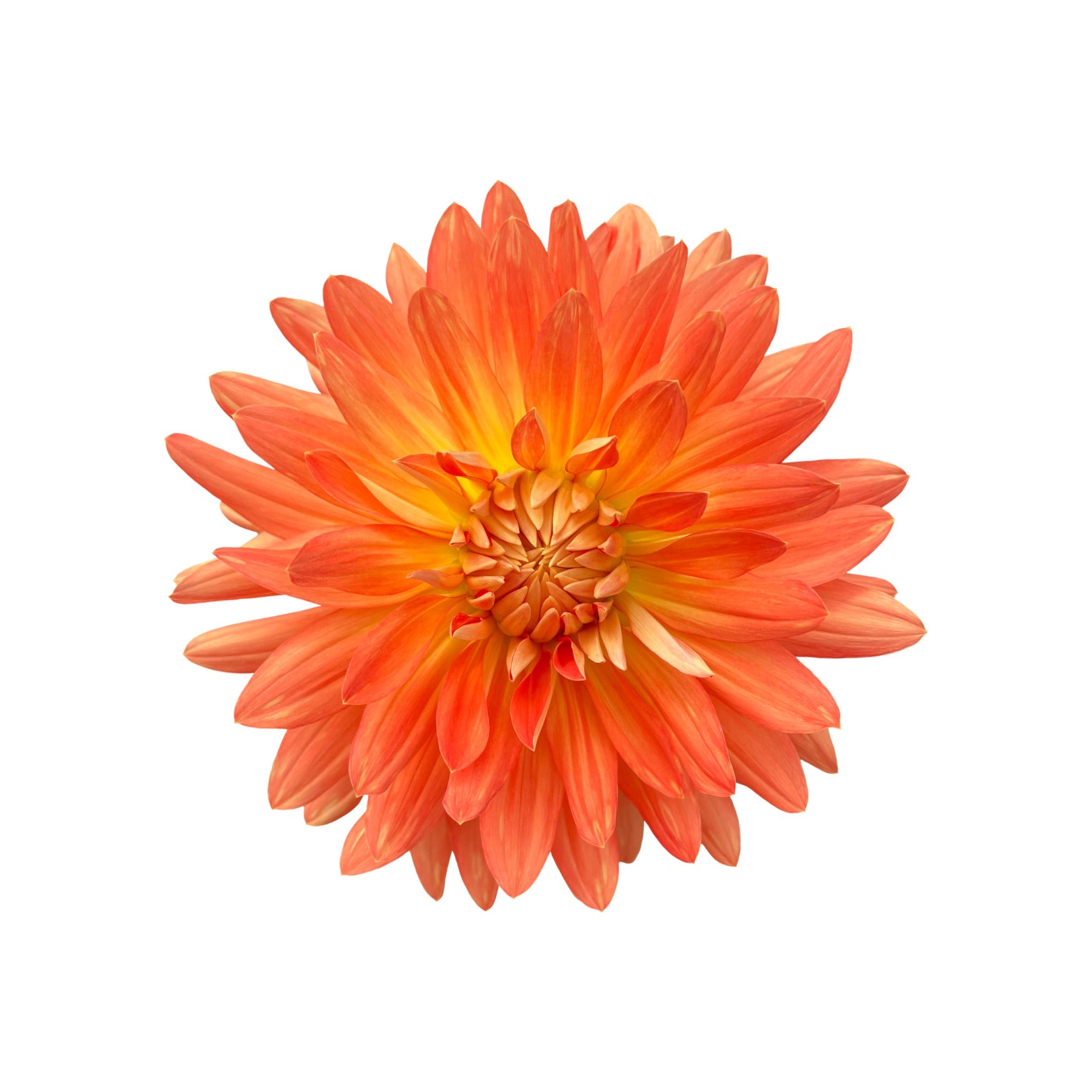 DAHLIA 15