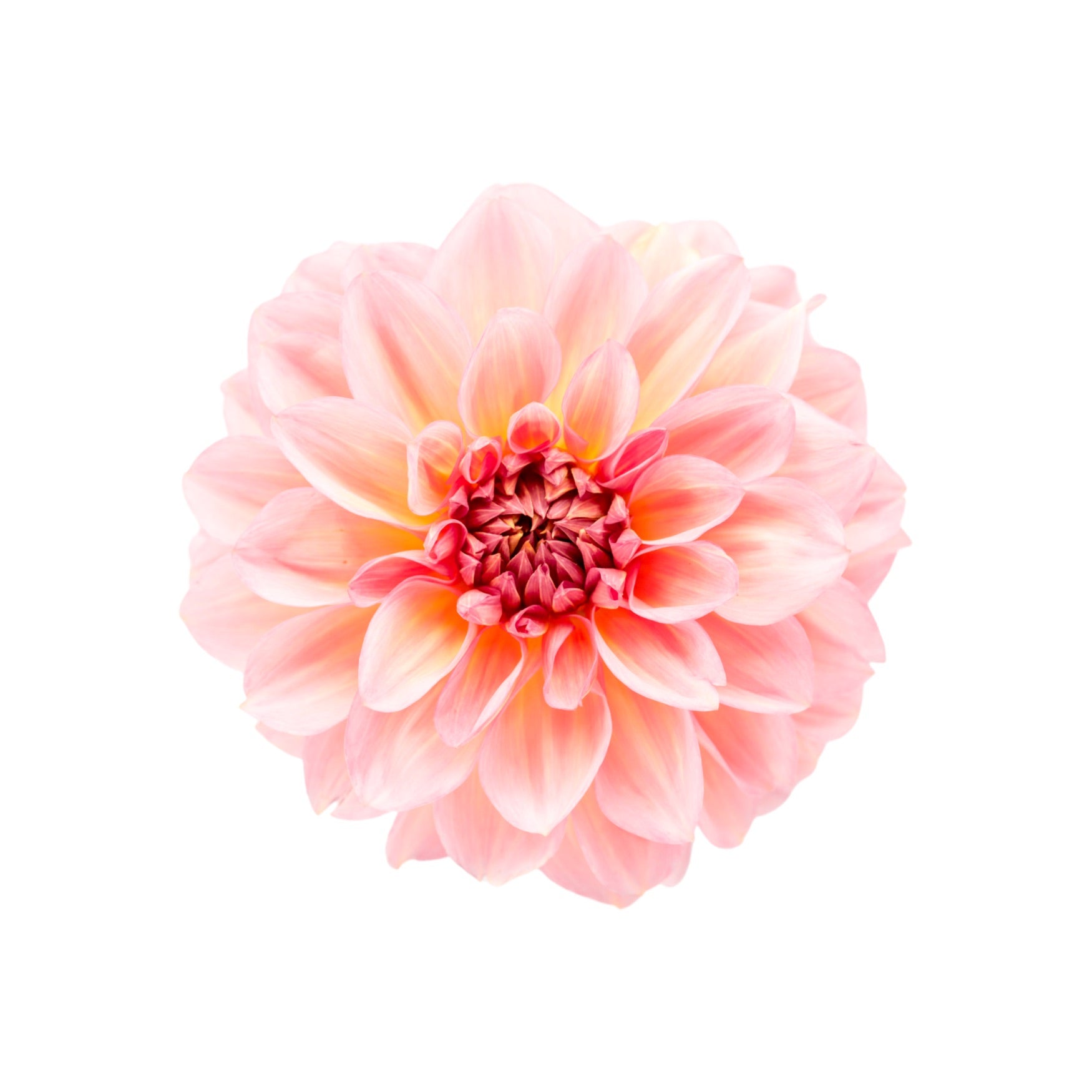 DAHLIA 16