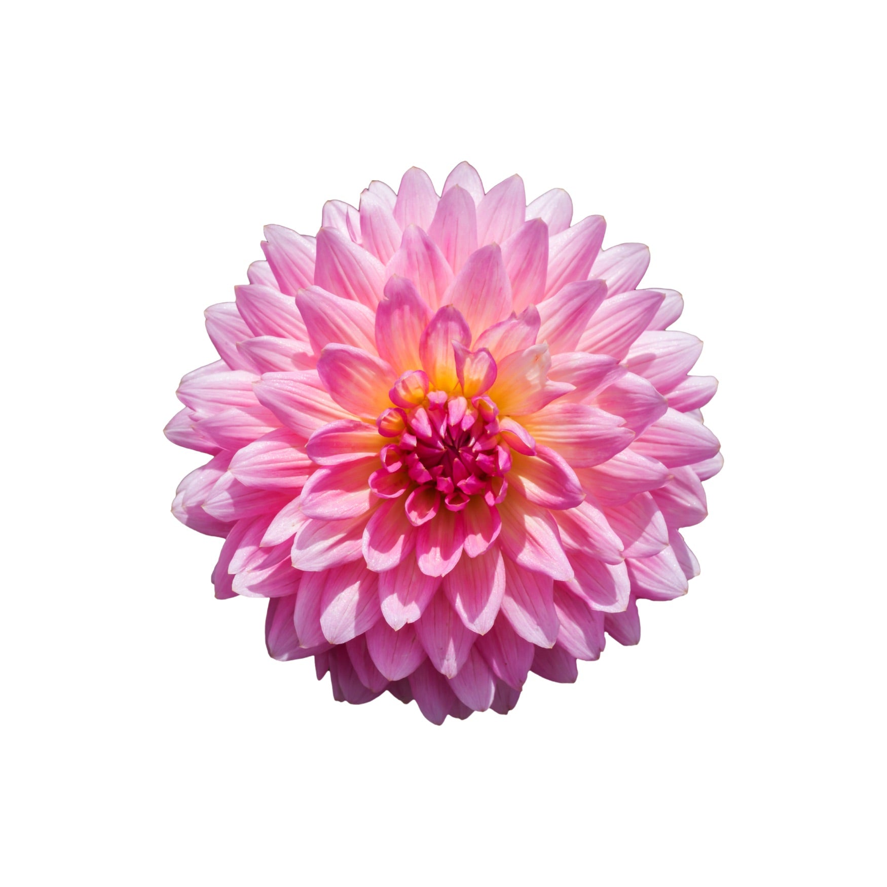 DAHLIA 18