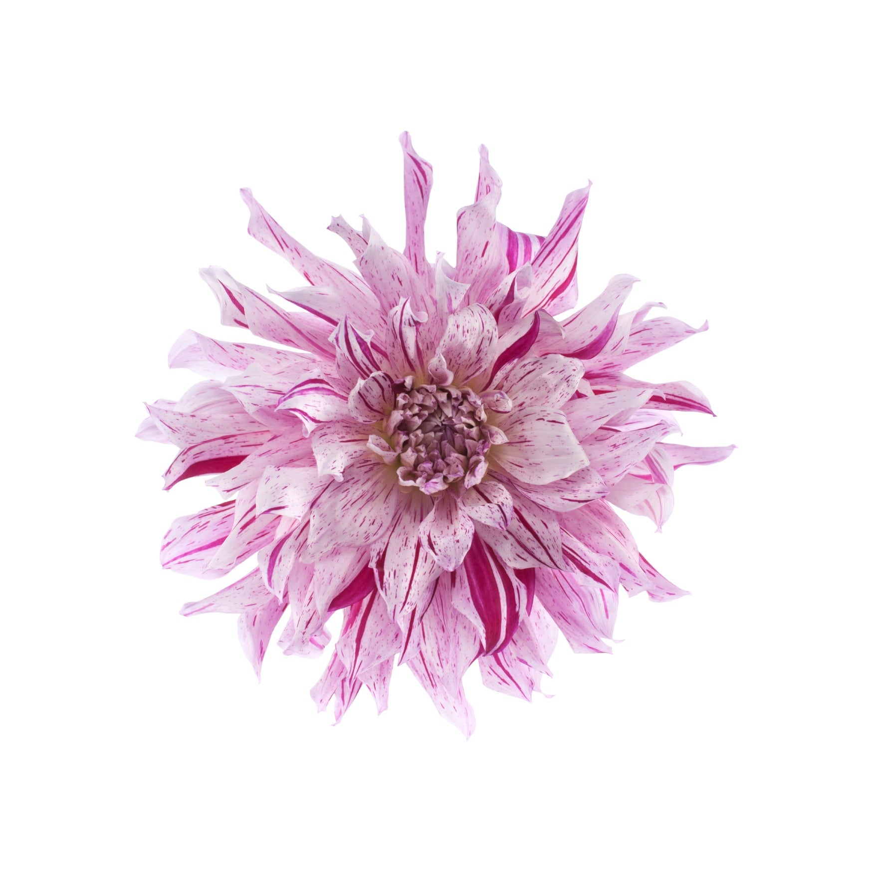 DAHLIA 20