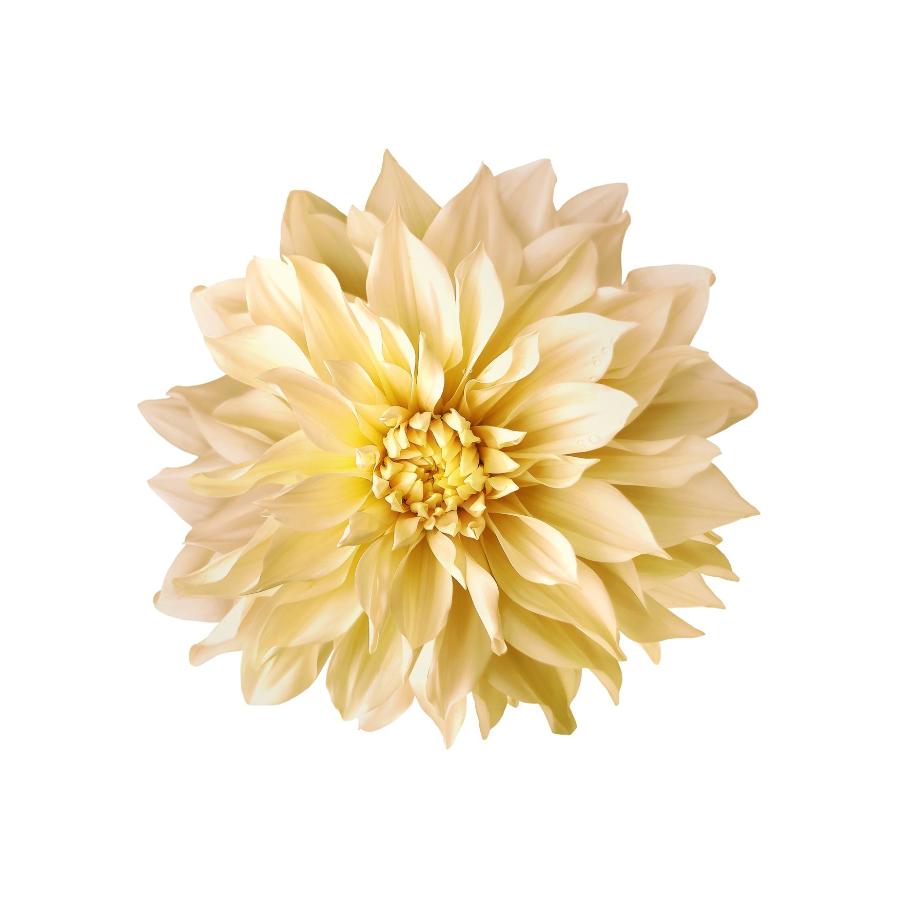 DAHLIA 5