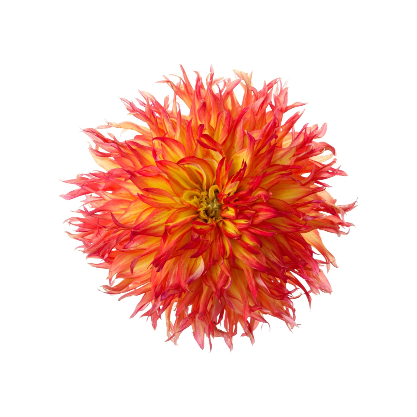 DAHLIA 7