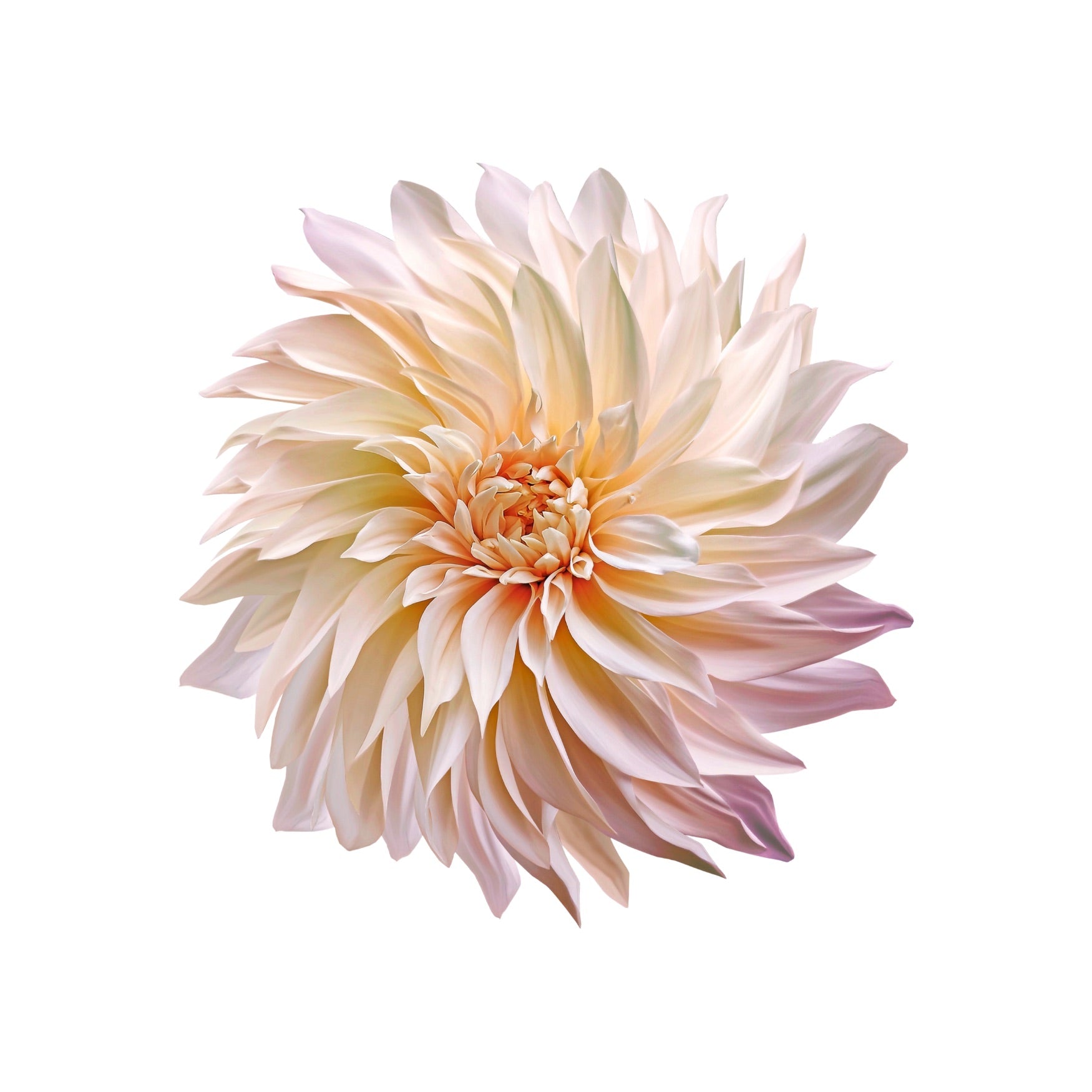 DAHLIA 8