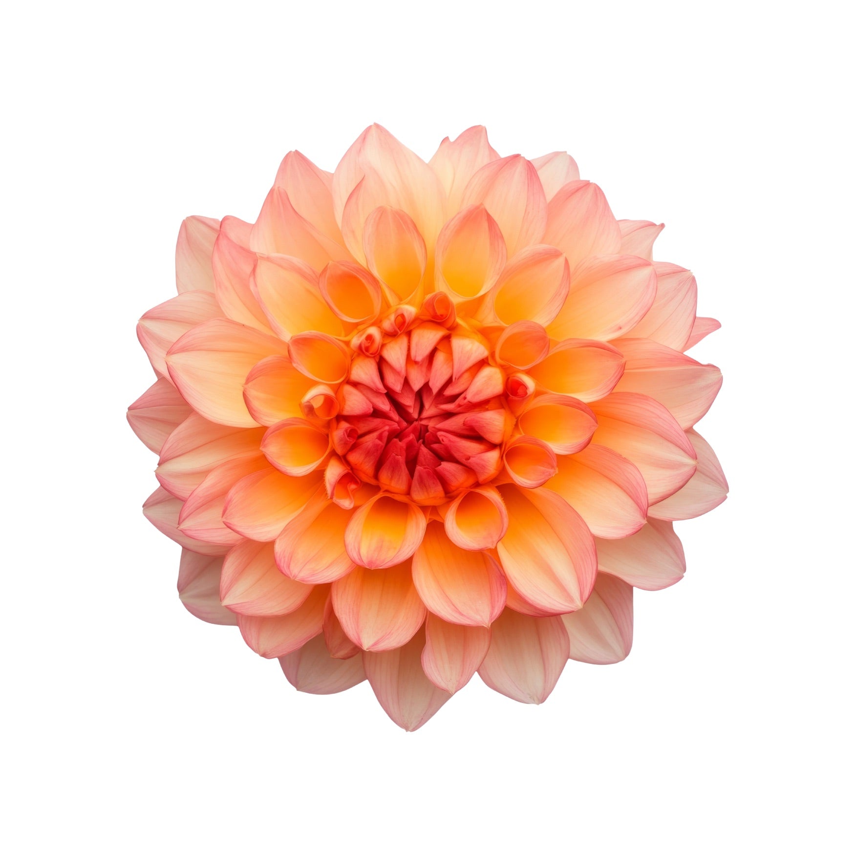 DAHLIA 9