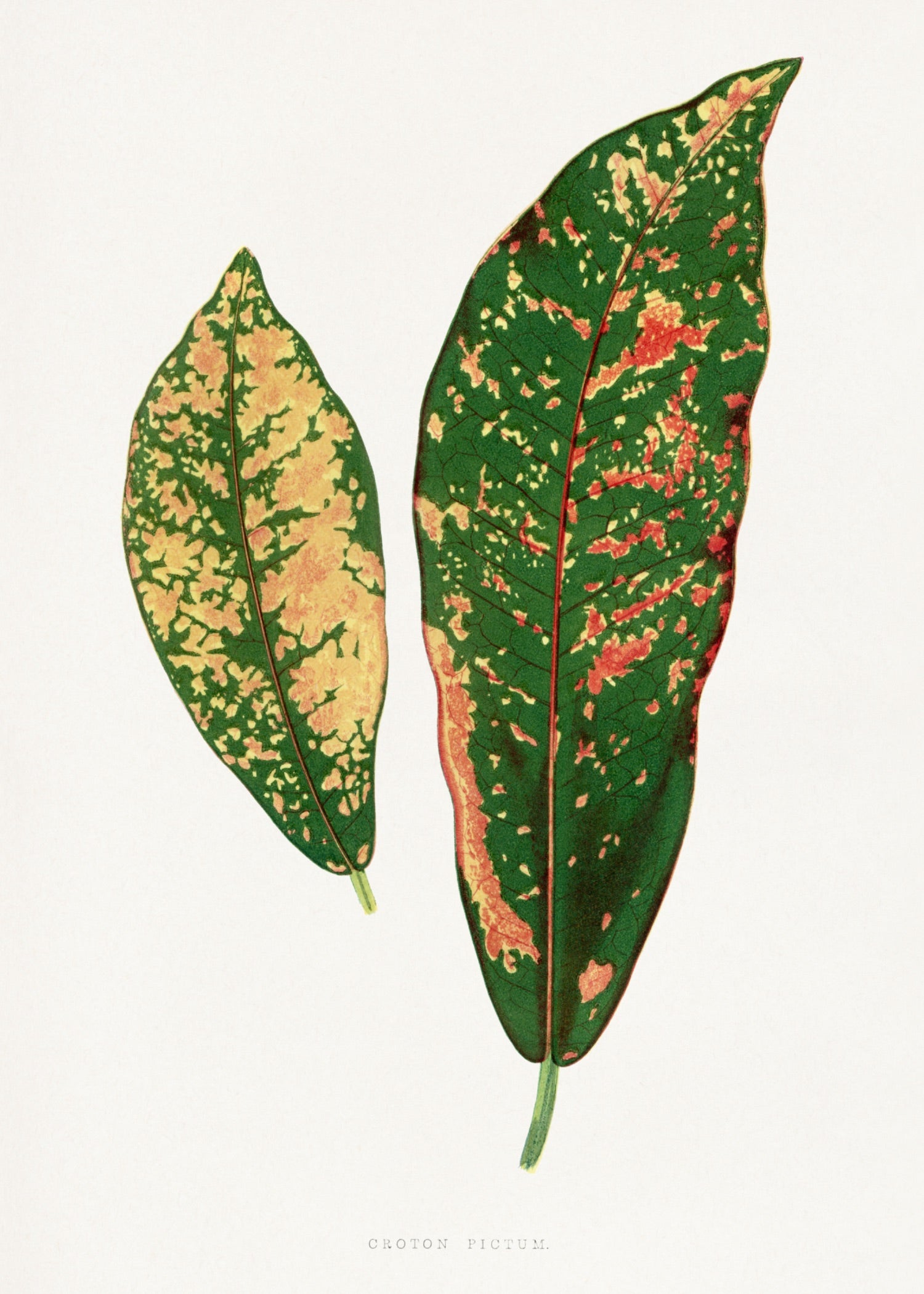 VINTAGE LEAF 10
