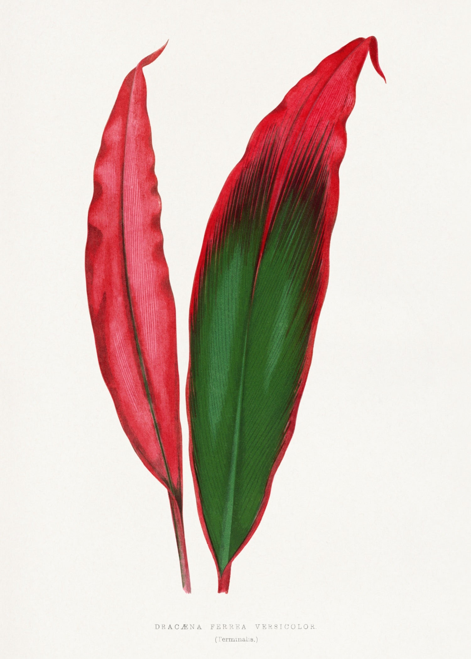 VINTAGE LEAF 11