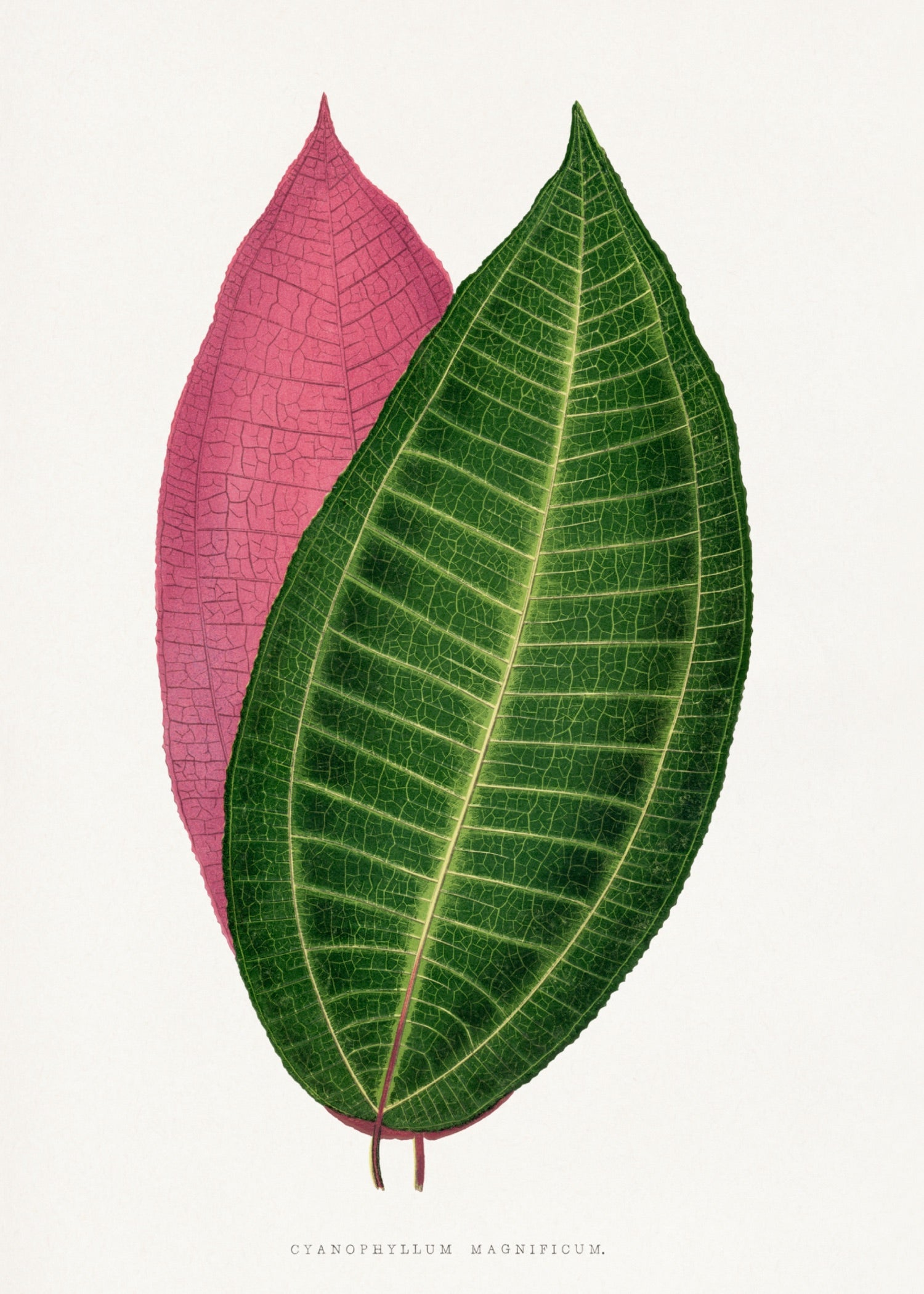 VINTAGE LEAF 12