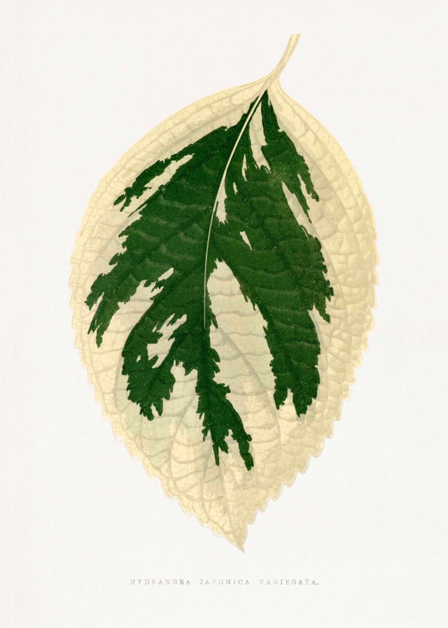 VINTAGE LEAF 15