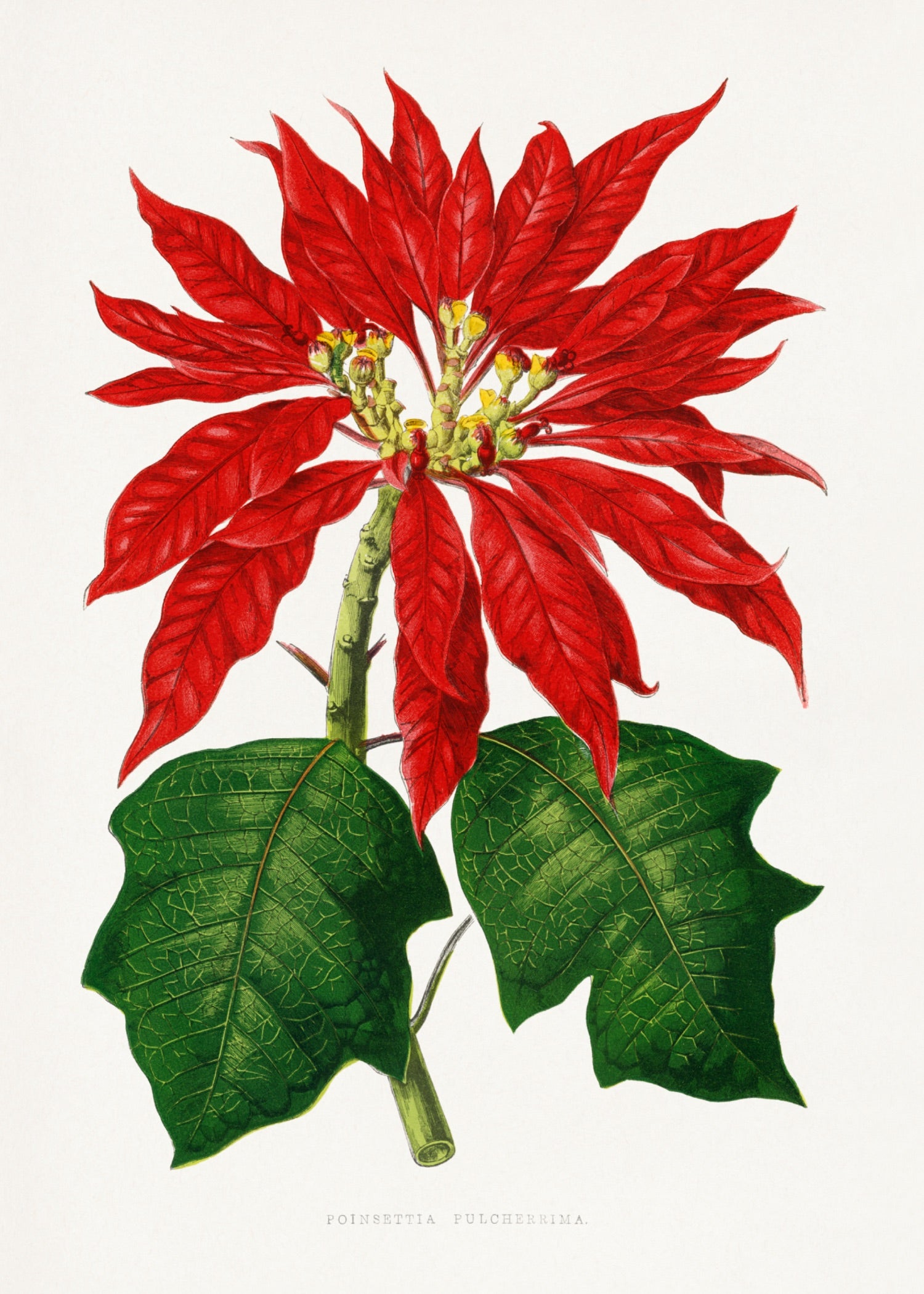 VINTAGE LEAF 18