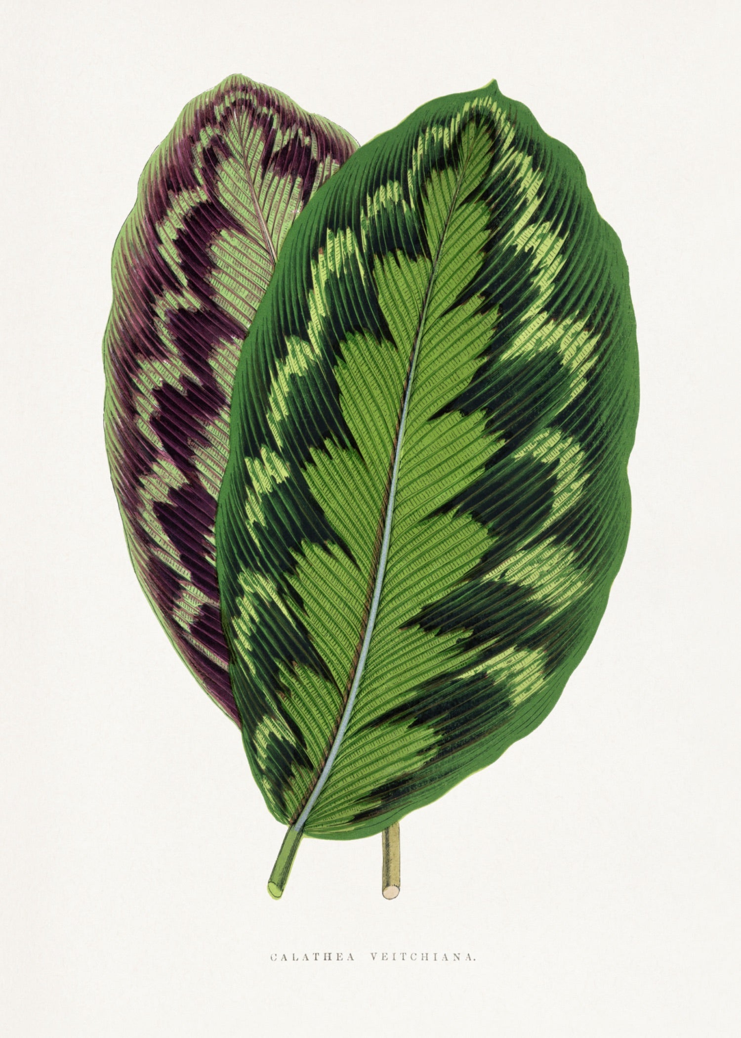 VINTAGE LEAF 21