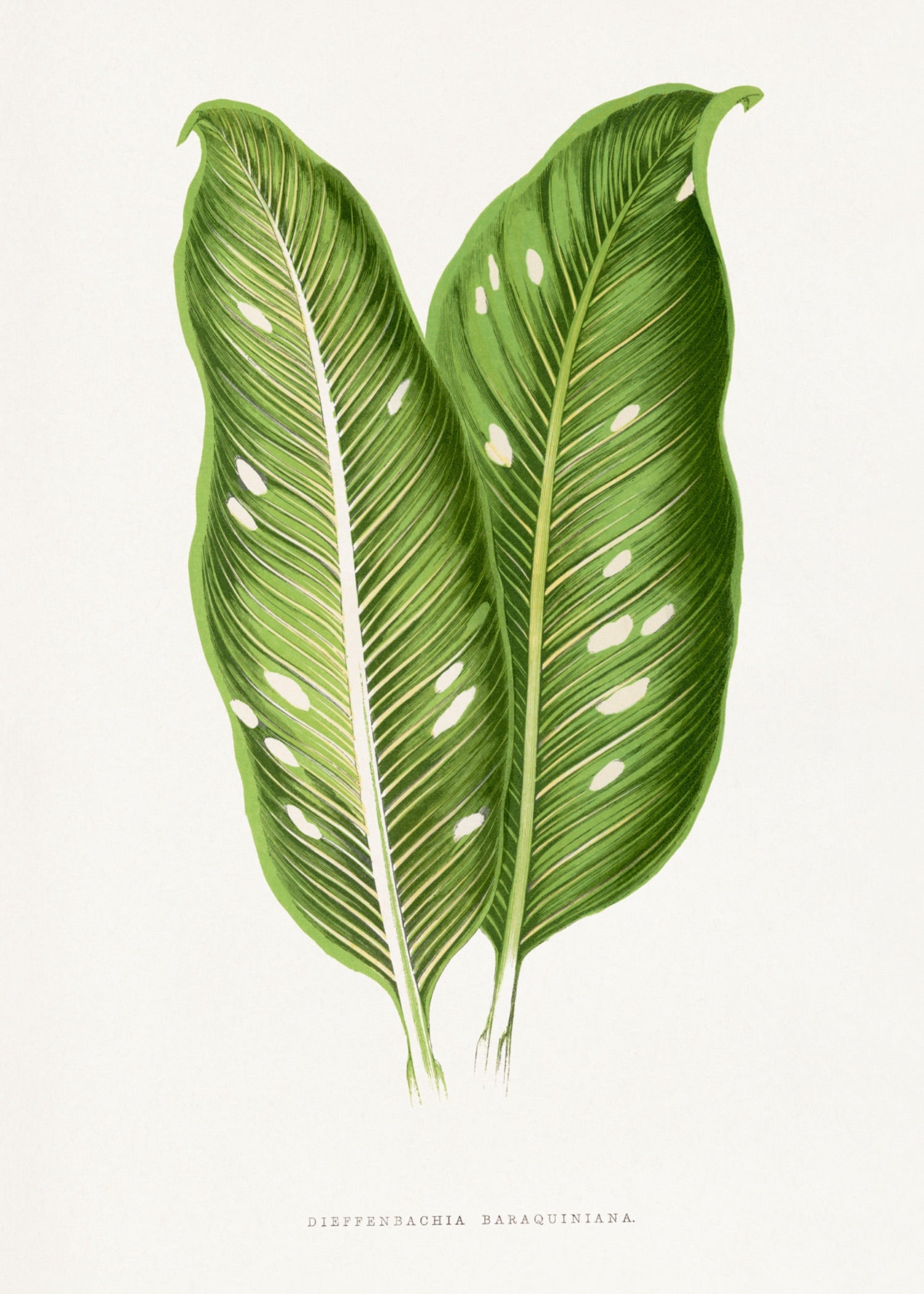 VINTAGE LEAF 22