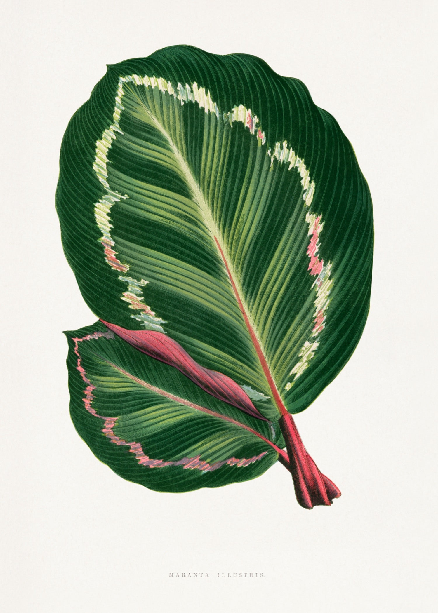 VINTAGE LEAF 23