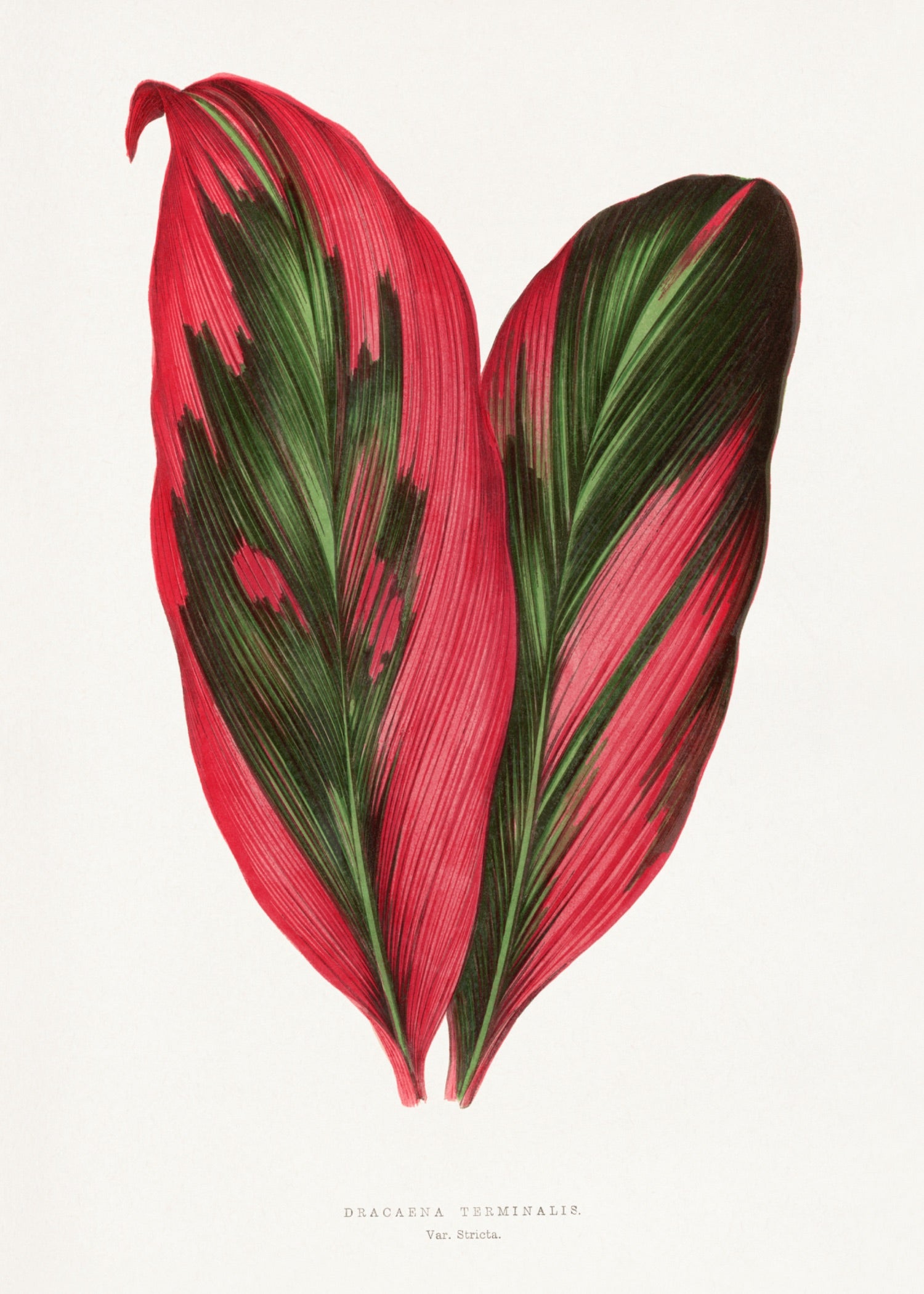 VINTAGE LEAF 24