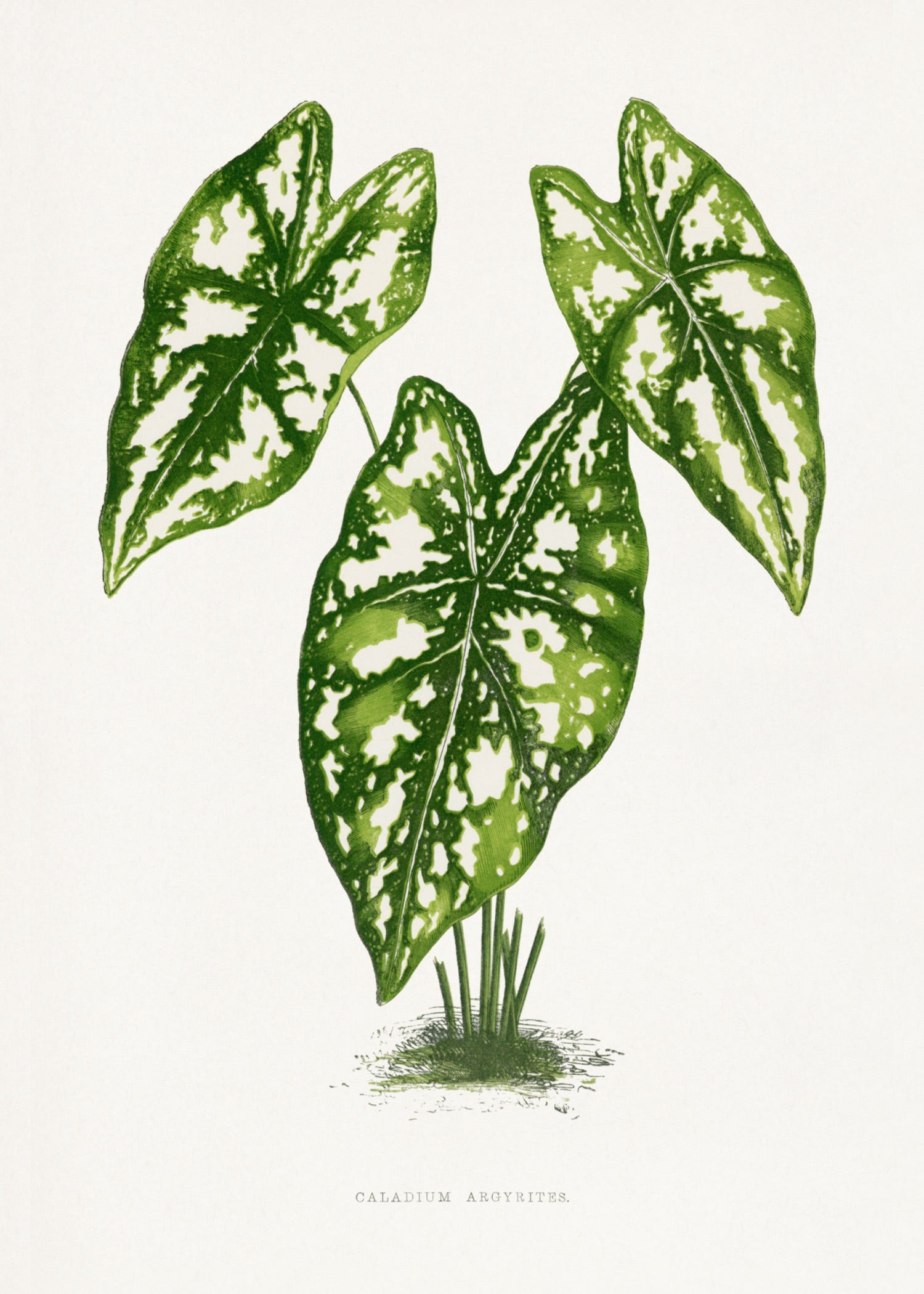 VINTAGE LEAF 3