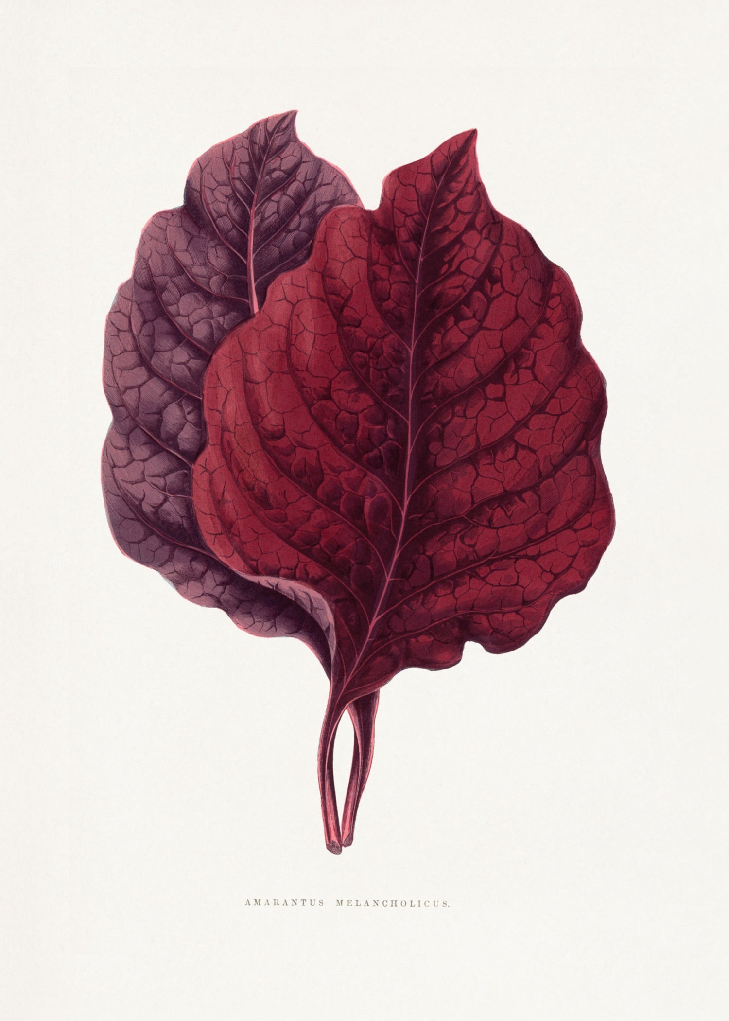 VINTAGE LEAF 30