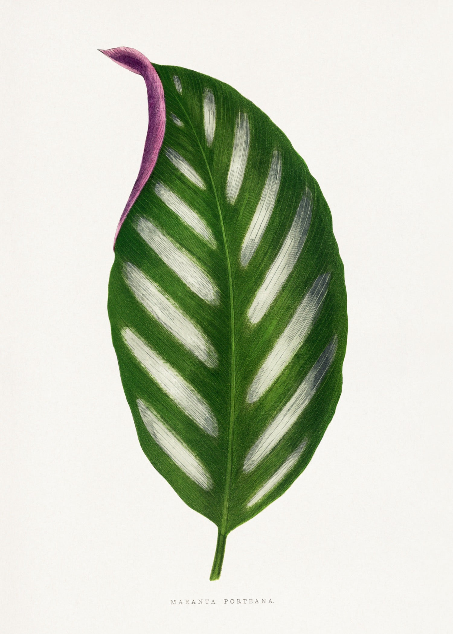 VINTAGE LEAF 34
