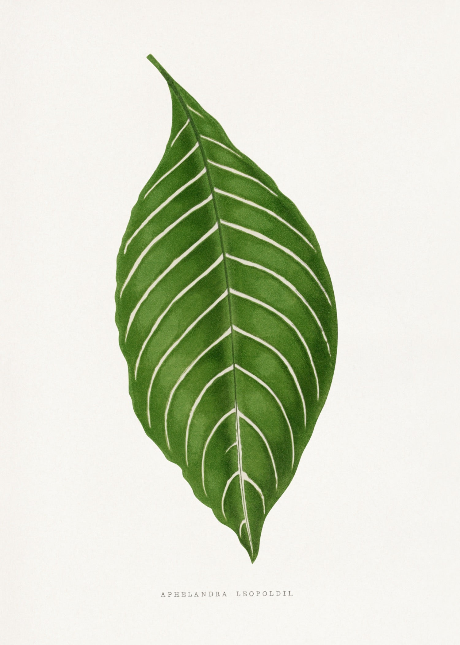 VINTAGE LEAF 35